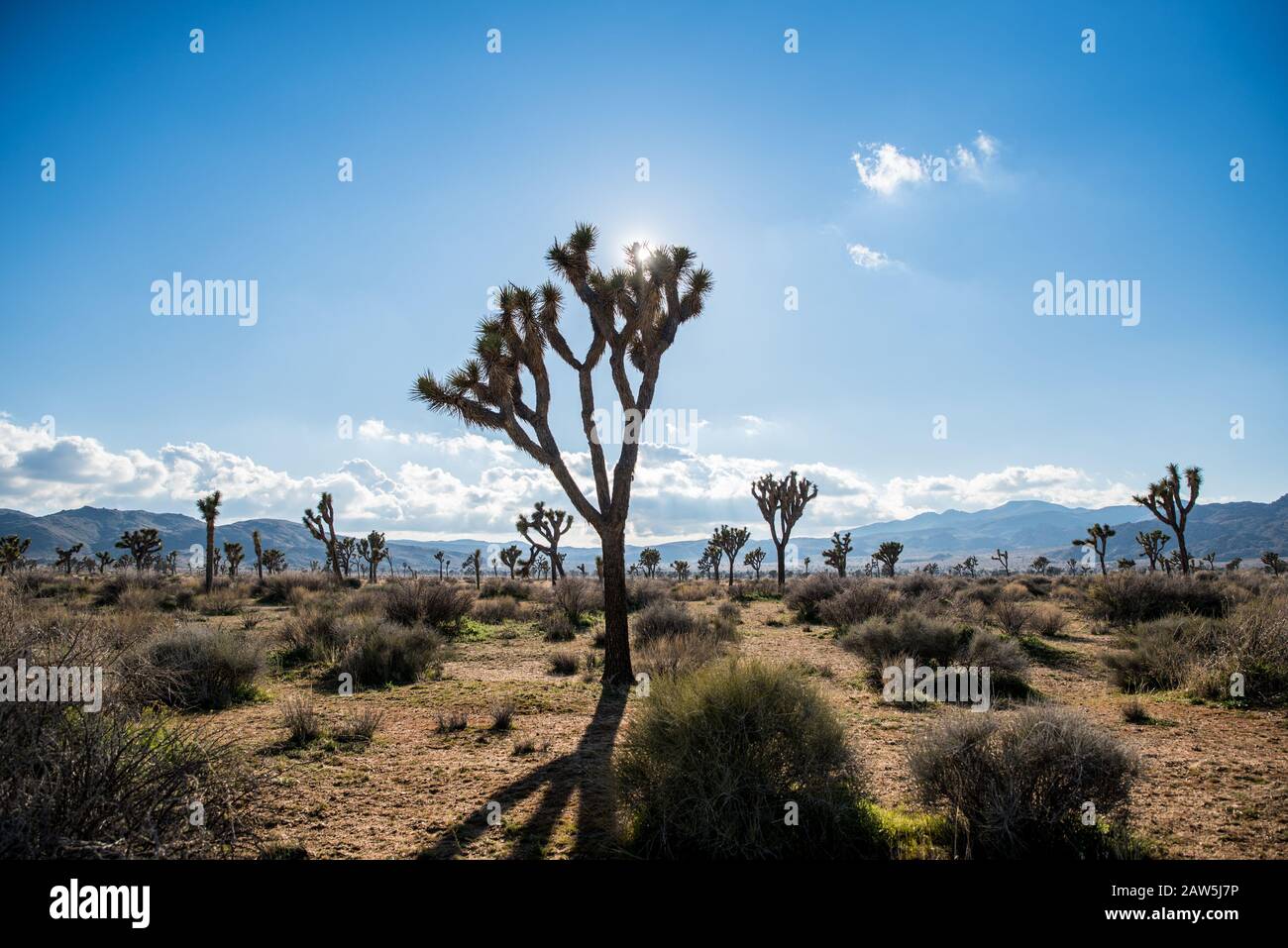 Field of Joshua Trees framed against blue sky with clouds Stock Photo