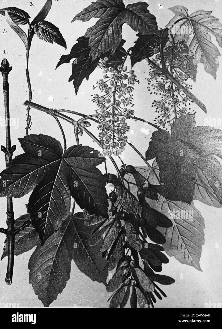 Acer tree species Black and White Stock Photos & Images - Alamy