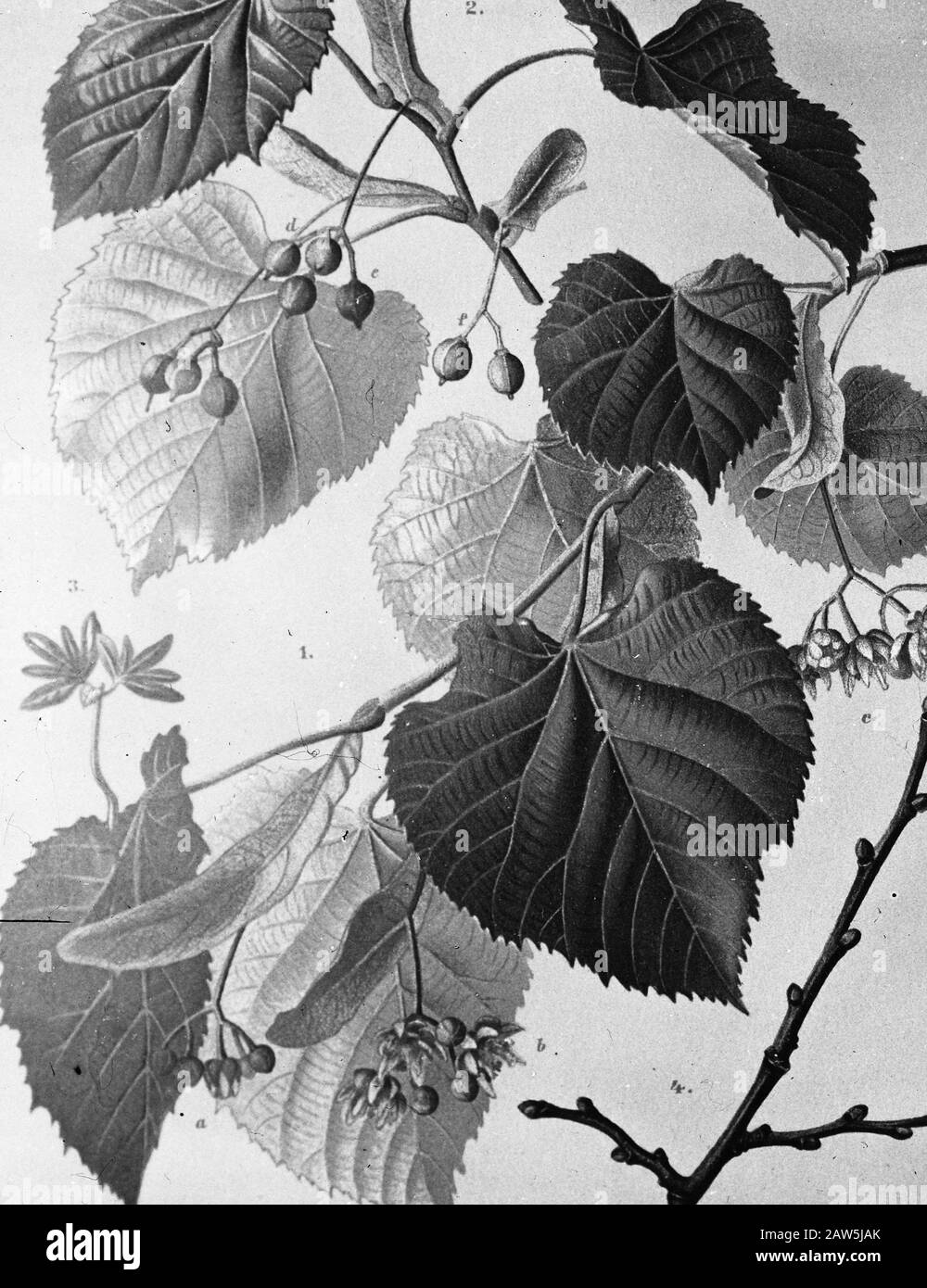 deciduous, trees, forests, avenues, botanical, Tilia tomentosa (silver linden) Date: undated Keywords: trees, forests, botanical, avenues, hardwood Person Name: Tilia tomentosa (silver lime) Stock Photo