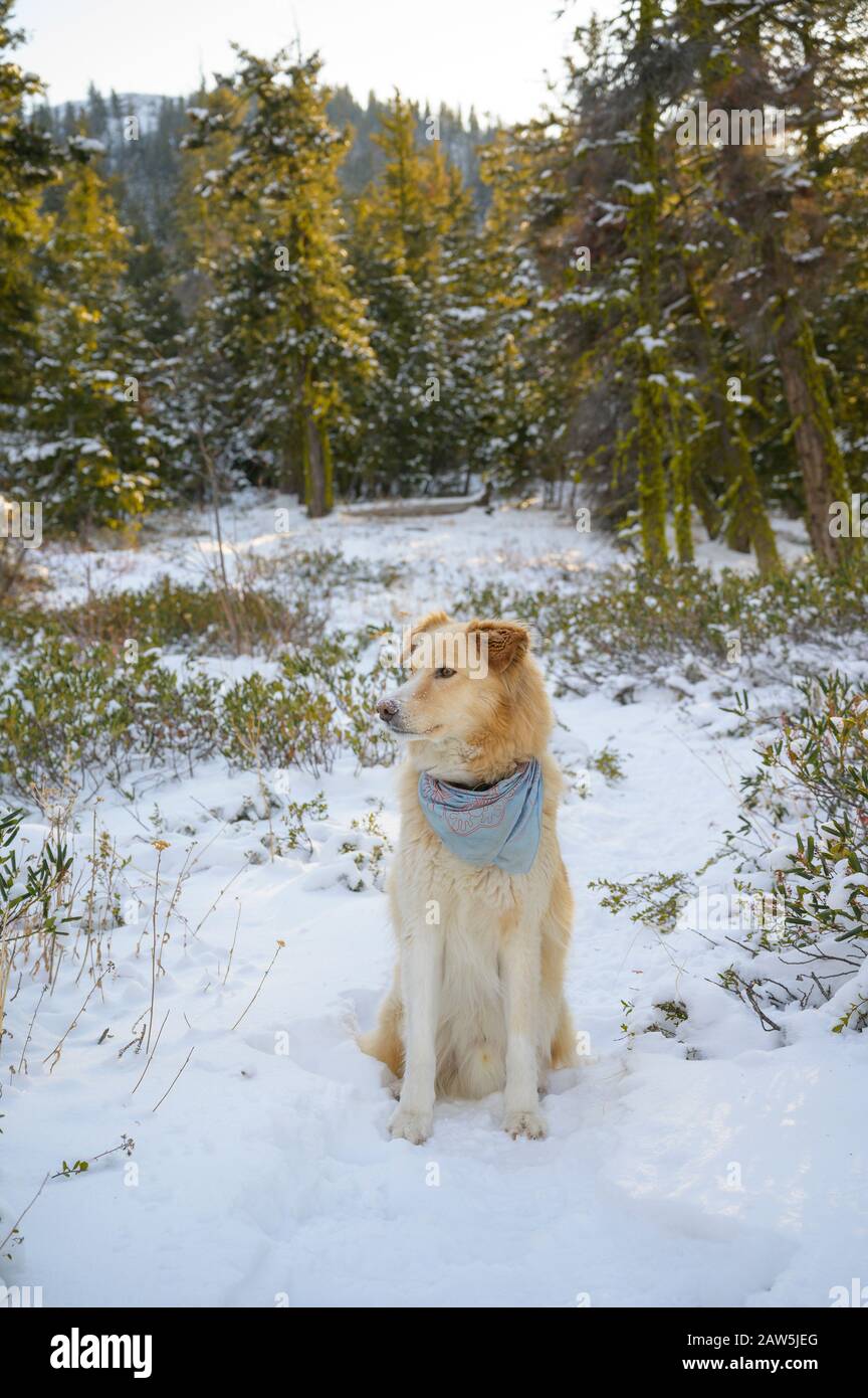 Cute Dog Sitting In Snow In The Forest Stock Photo