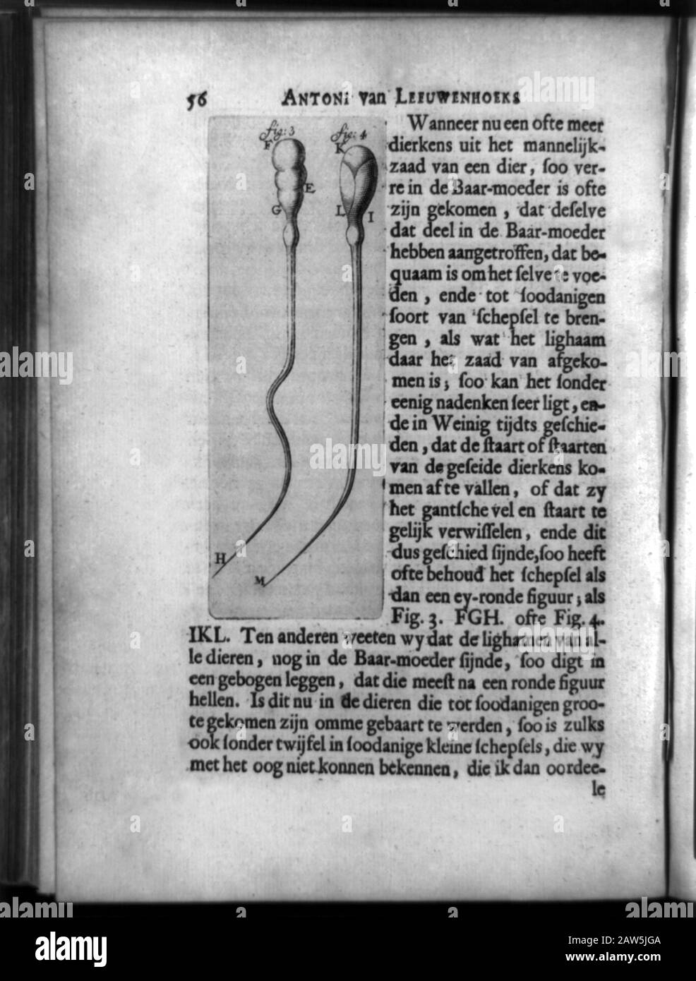 1718 ,  HOLLAND : The dutch tradesman , scientist and biologist inventor Antoni Van Leeuwenhoek ( 1632 –  1723 ). Living and dead spermatazoa of a dog Stock Photo