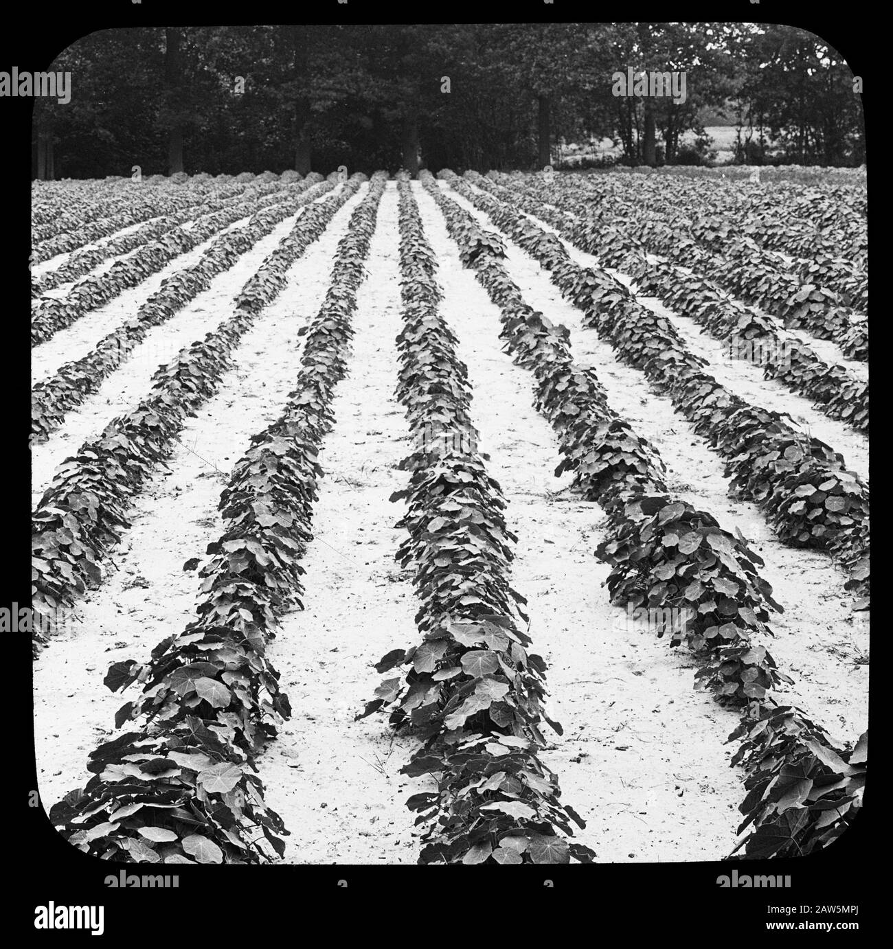 Crops in rotation Black and White Stock Photos & Images - Alamy