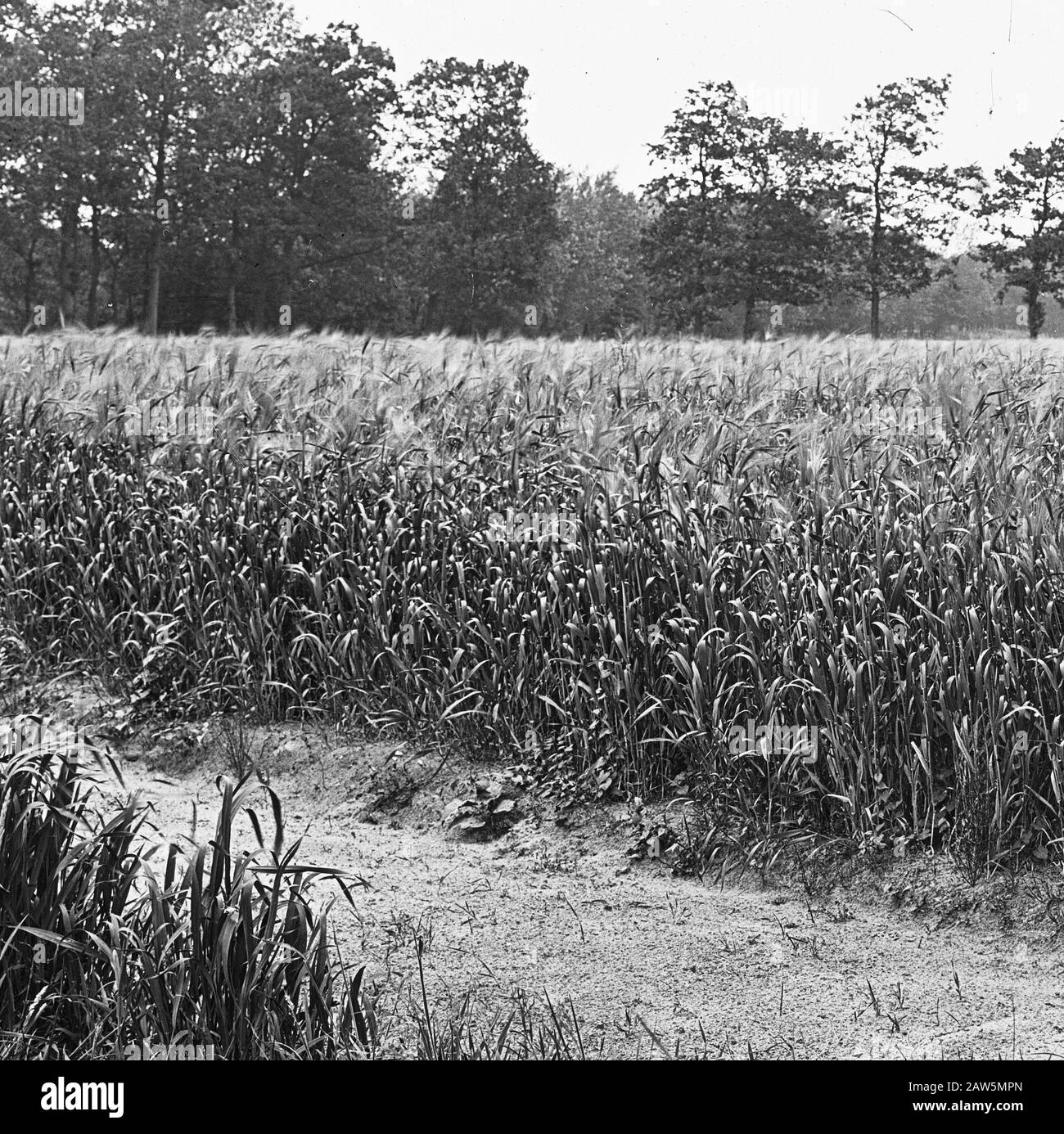 reclamation, the field crops, buckwheat Date: undated Keywords: crops ...