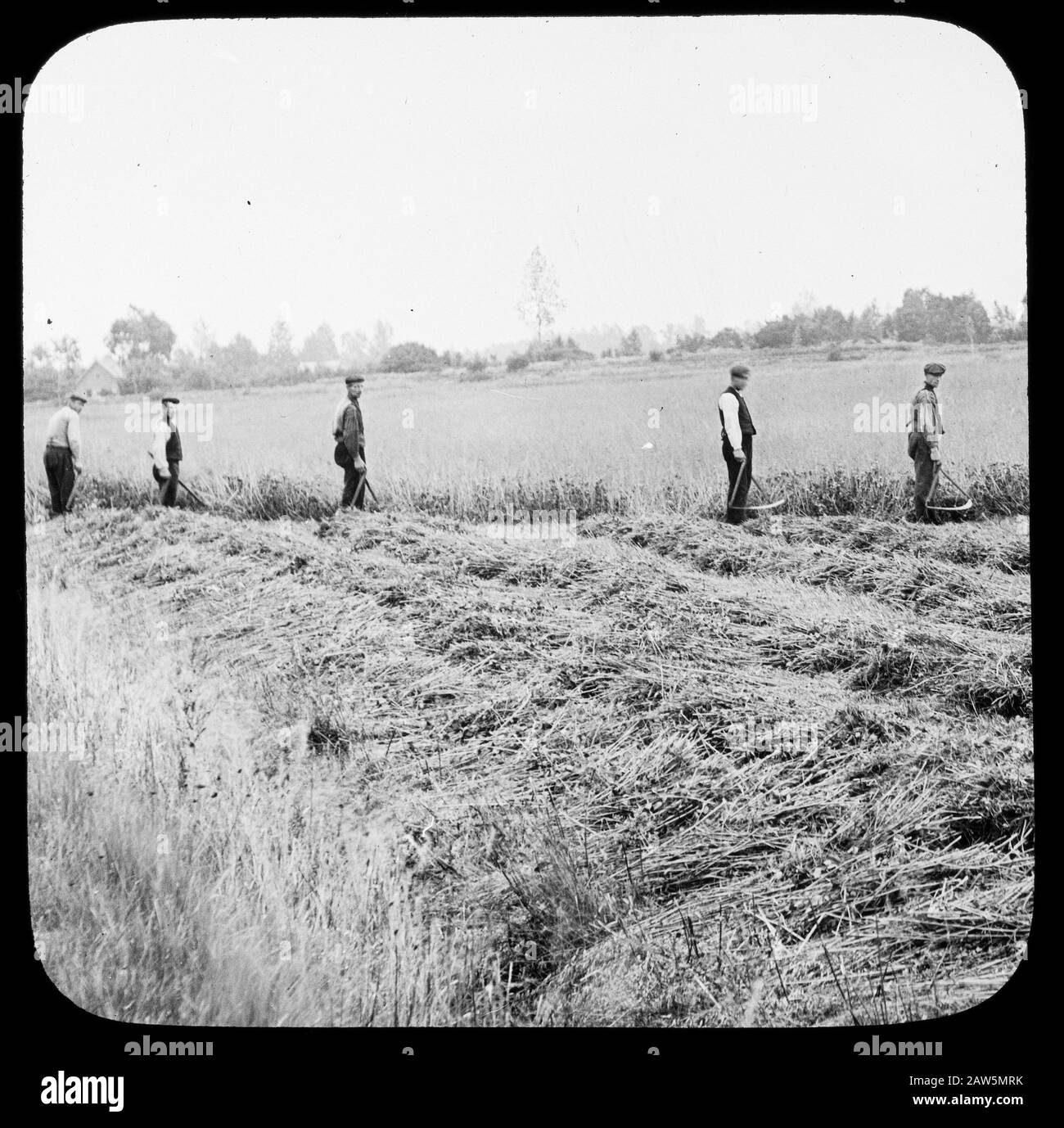 Oats reclamation hi-res stock photography and images - Alamy