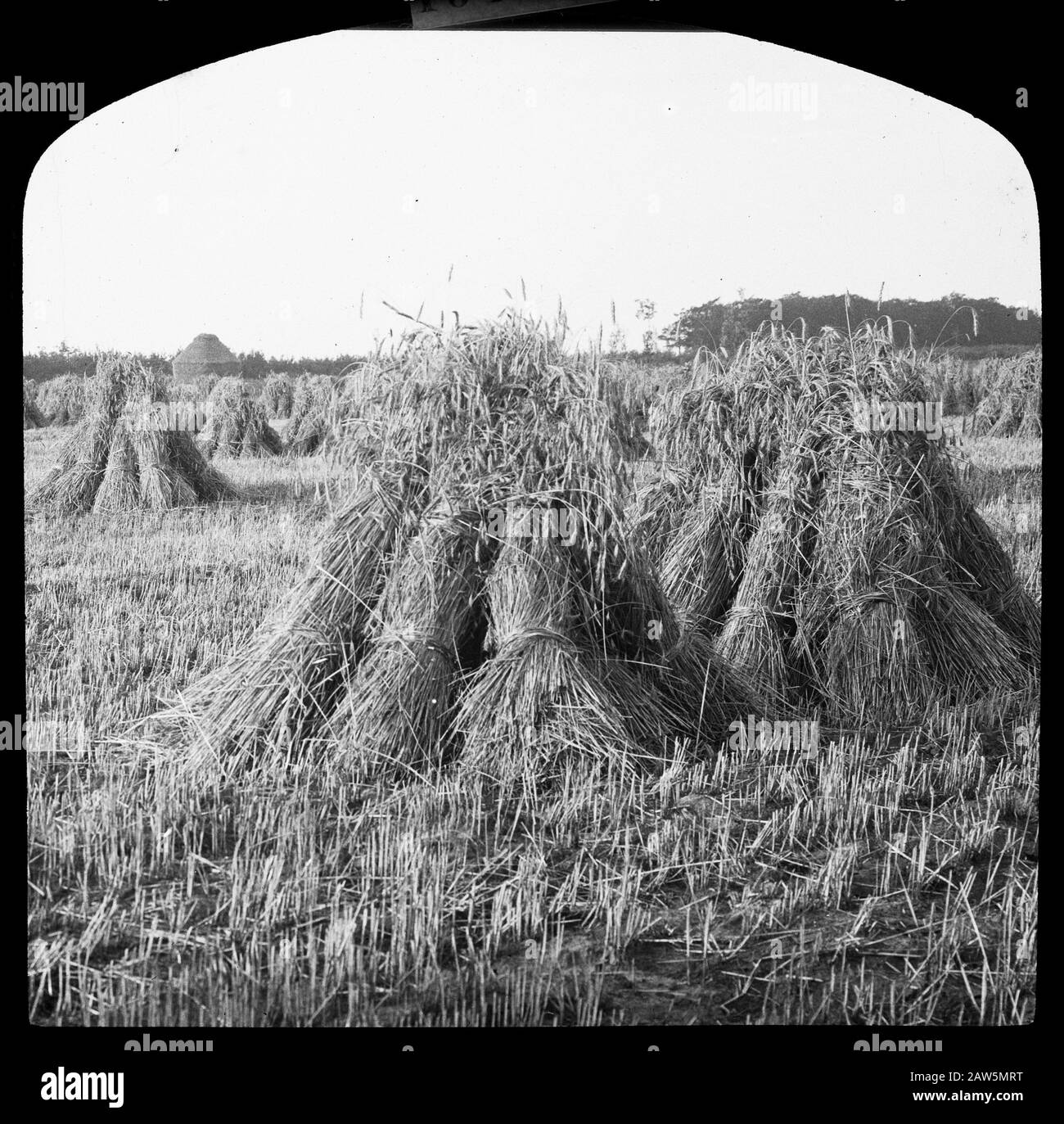 reclamation, the field crops, rye Date: undated Keywords: crops in the ...