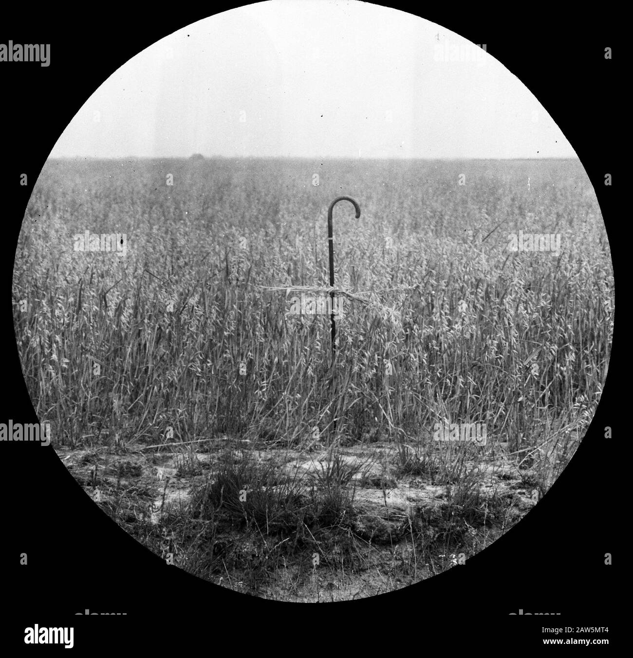 reclamation, the field crops, oats Date: undated Keywords: crops in the ...