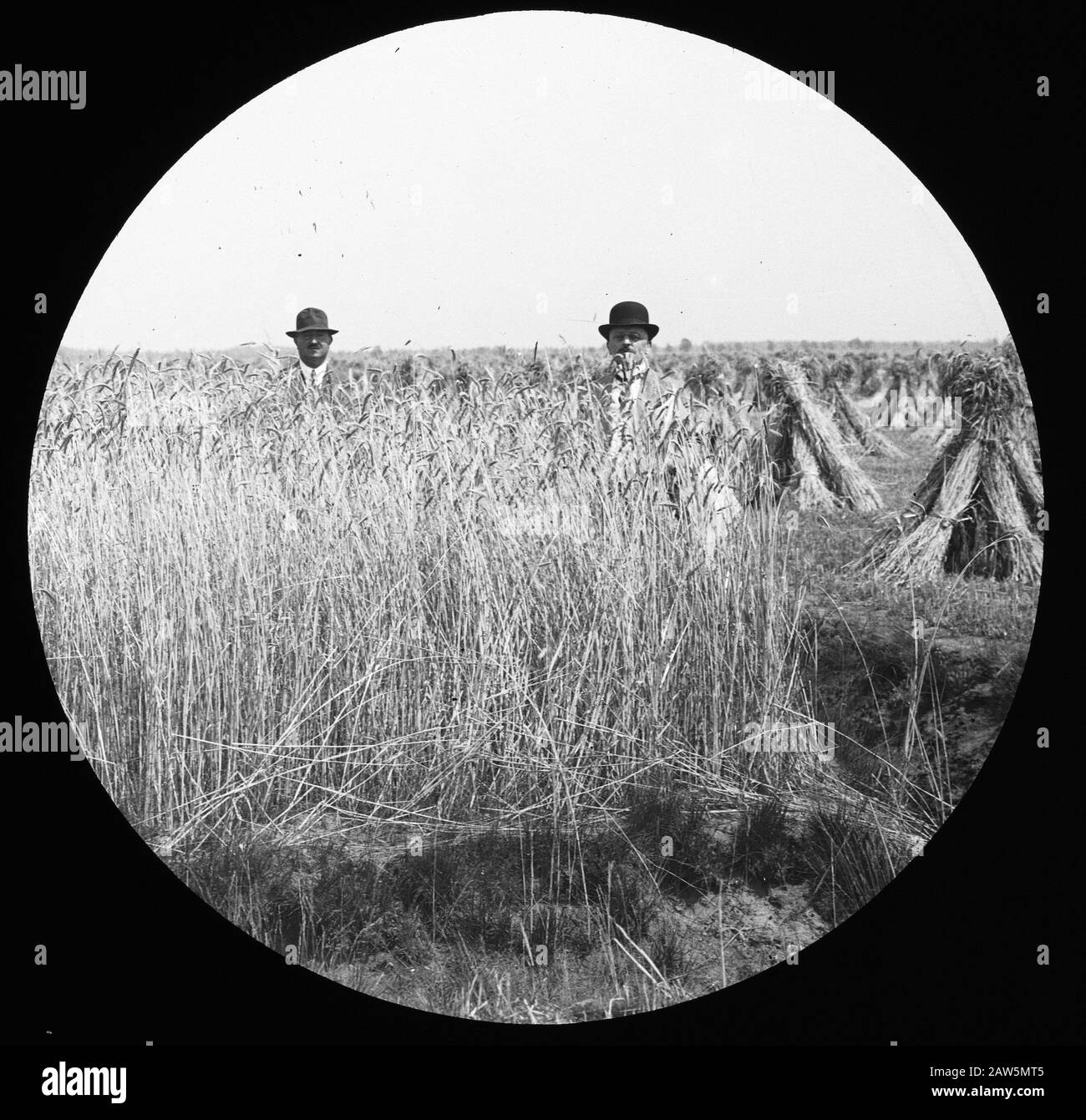 reclamation, the field crops, rye Date: undated Keywords: crops in the ...
