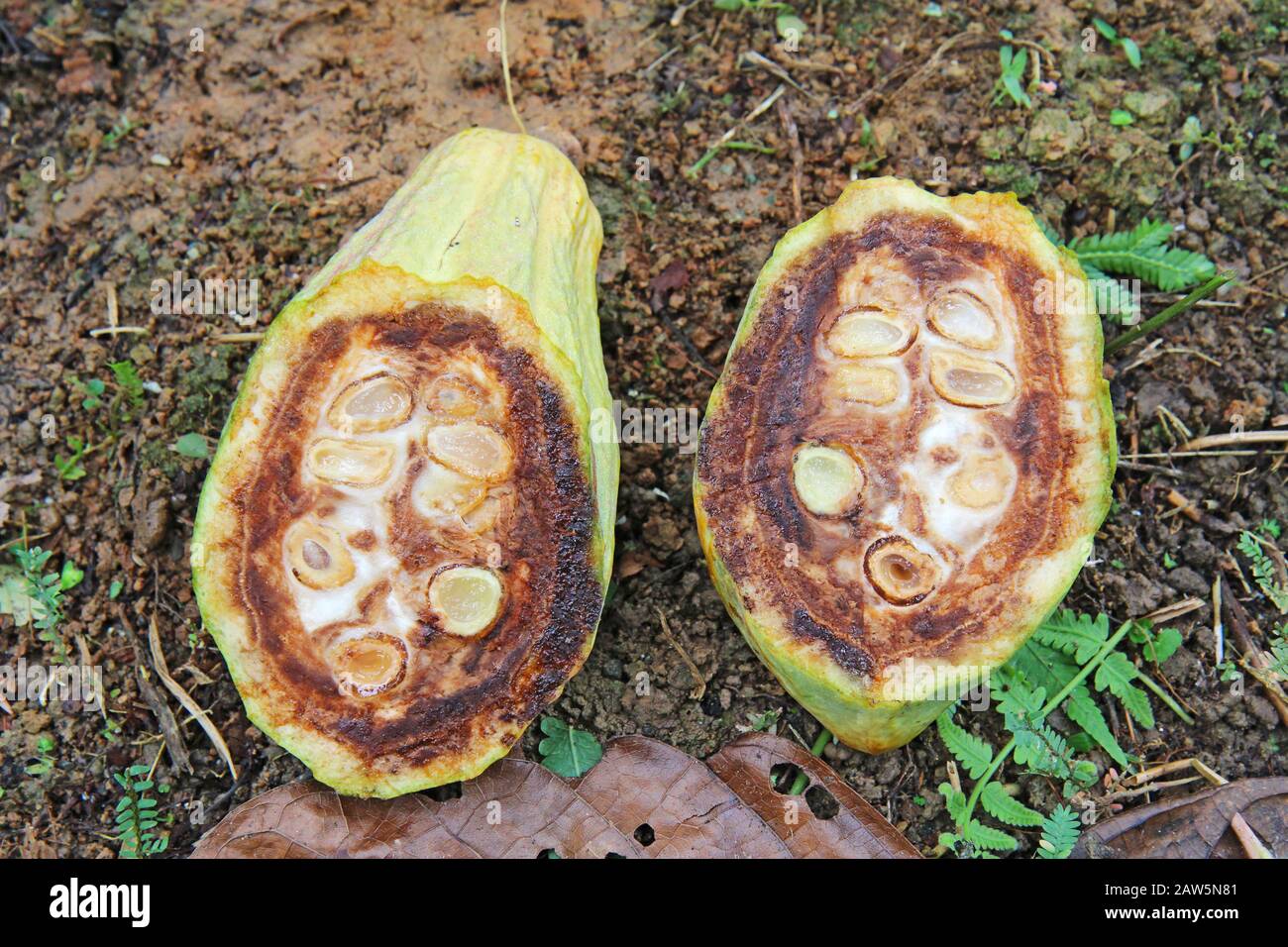 Black pod, caused by several species of the oomycete genus Phytophthora, is a major problem for cacao cultivation in Ecuador and worldwide Stock Photo