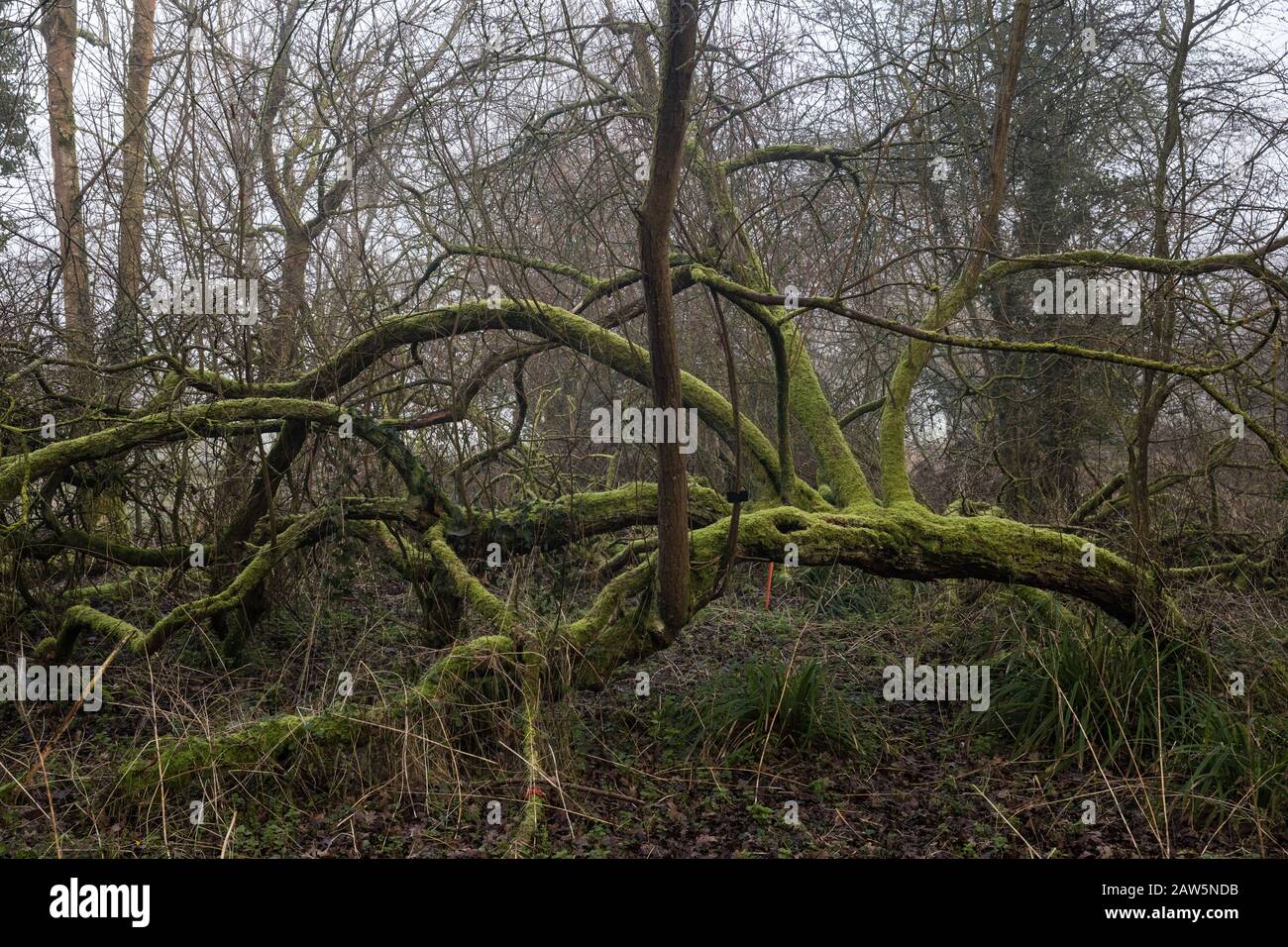 Denham, UK. 6 February, 2020. A beautiful moss-covered tree in Denham Country Park designated for removal as part of works associated with the HS2 high-speed rail link. Works planned in the immediate vicinity include not only the felling of ancient trees but also the construction of a Bailey bridge, compounds and fencing, some of which in a wetland nature reserve forming part of a Site of Metropolitan Importance for Nature Conservation (SMI). Credit: Mark Kerrison/Alamy Live News Stock Photo