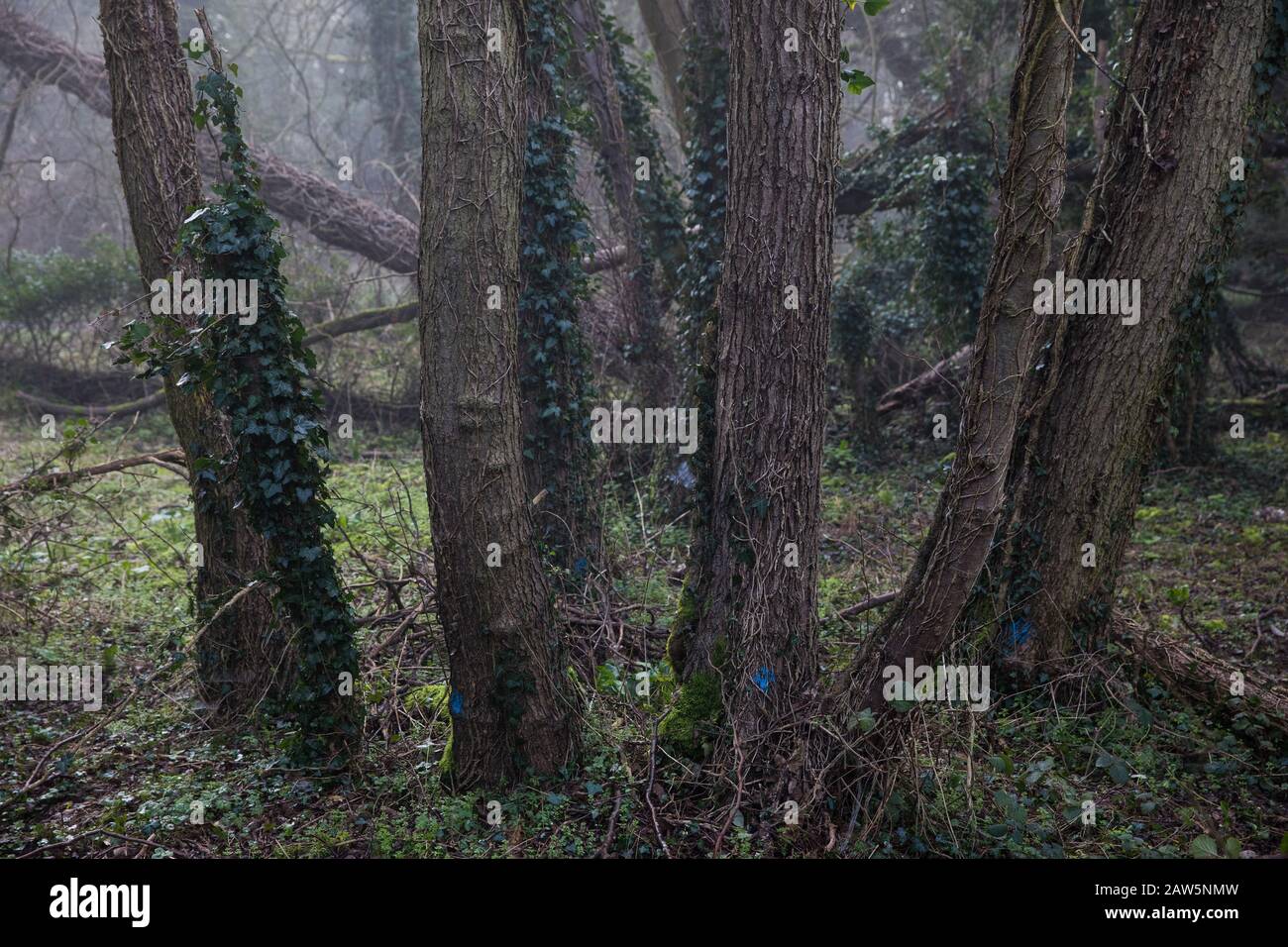 Denham, UK. 6 February, 2020. Trees marked for felling with blue paint in Denham Country Park. Works planned for the HS2 high-speed rail link in the immediate vicinity include not only considerable felling of trees, some of which very old, but also the construction of a Bailey bridge, compounds and fencing. Part of the site lies within a wetland nature reserve forming part of a Site of Metropolitan Importance for Nature Conservation (SMI). Credit: Mark Kerrison/Alamy Live News Stock Photo