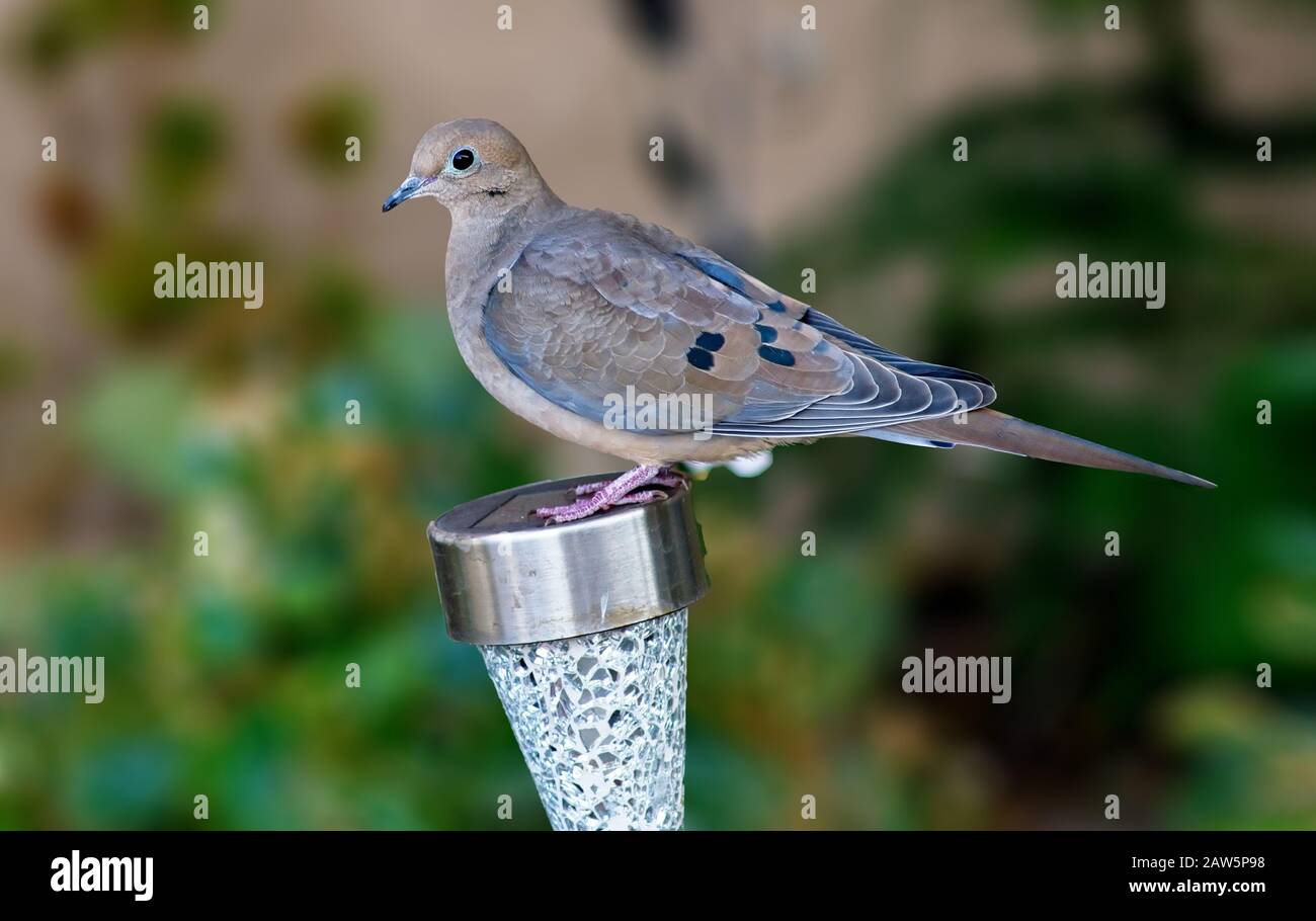 Mourning Dove Zenaida Macroura Standing On A Solar Garden Lights