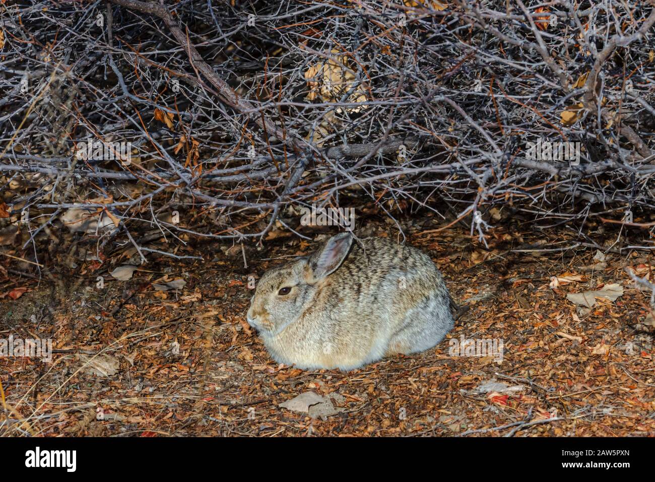 Mountain or Nuttall's Cottontail rabbit (Sylvilagus nuttalli) under the ...