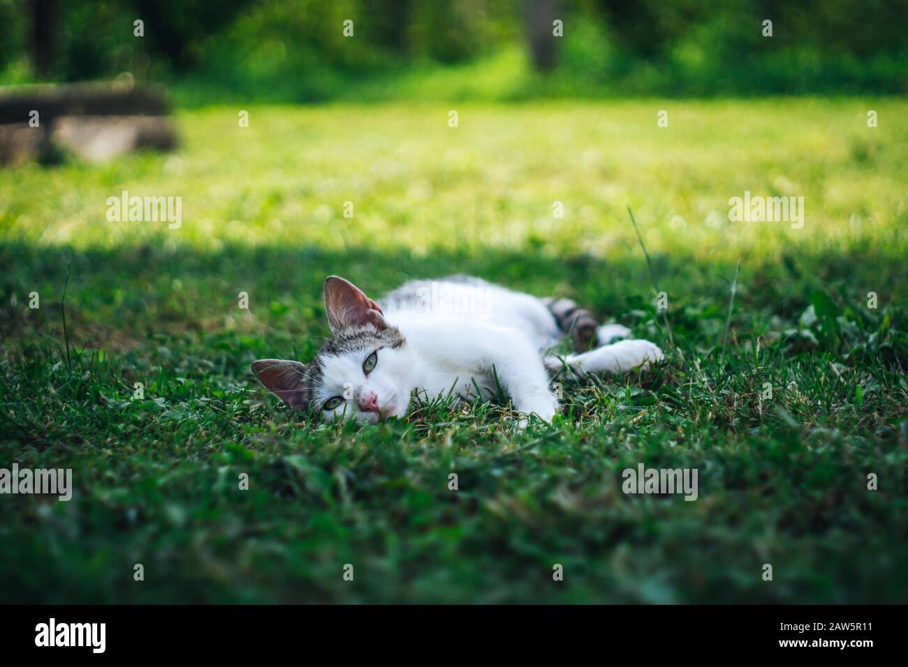 Cute cat laying on the grass Stock Photo