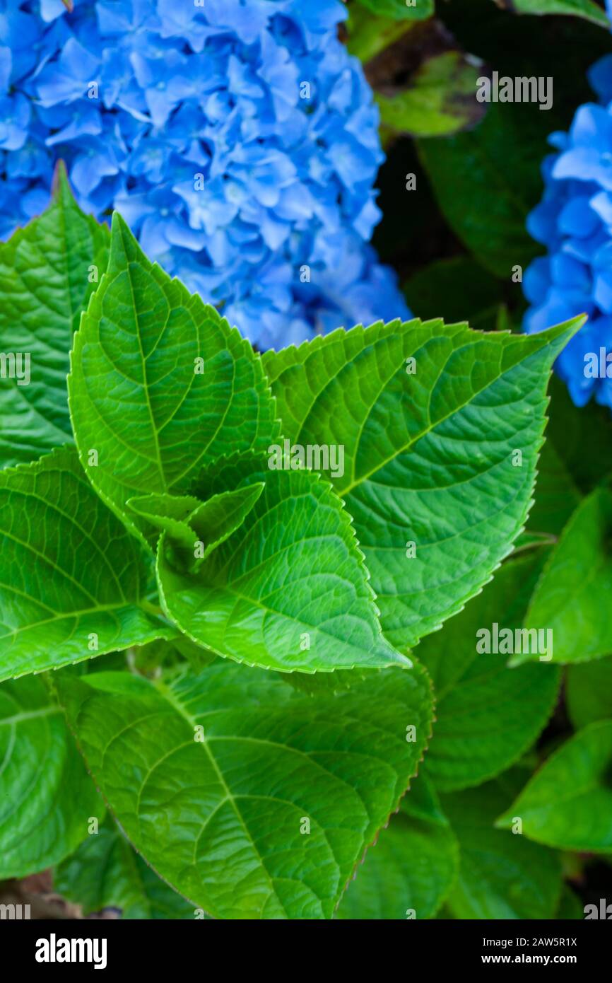 Leaves and flowers of a blue Hydrangea growing in a Vancouver Island garden Stock Photo