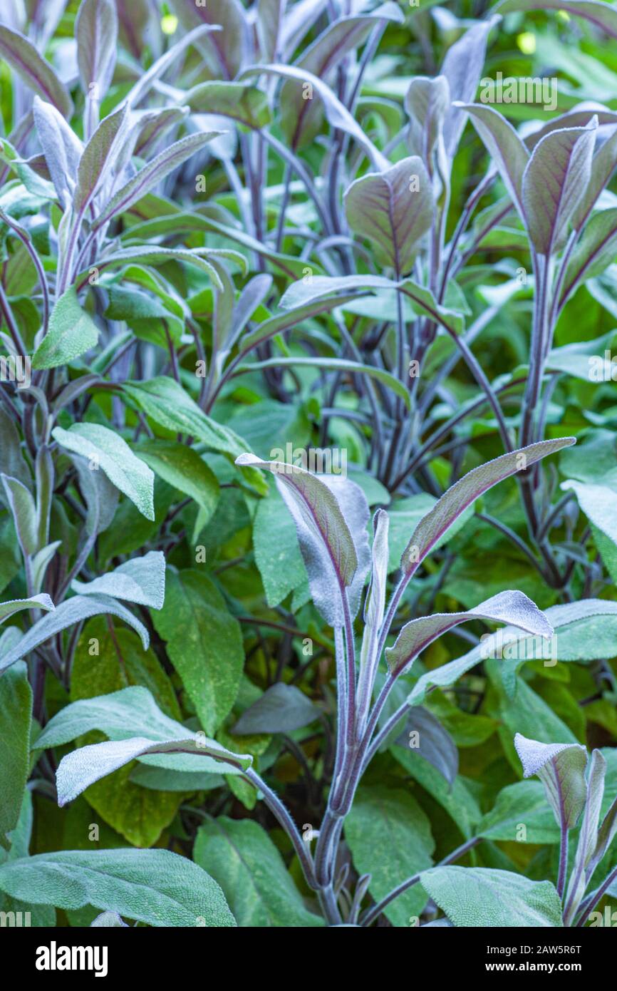 Sage green pattern hires stock photography and images Alamy