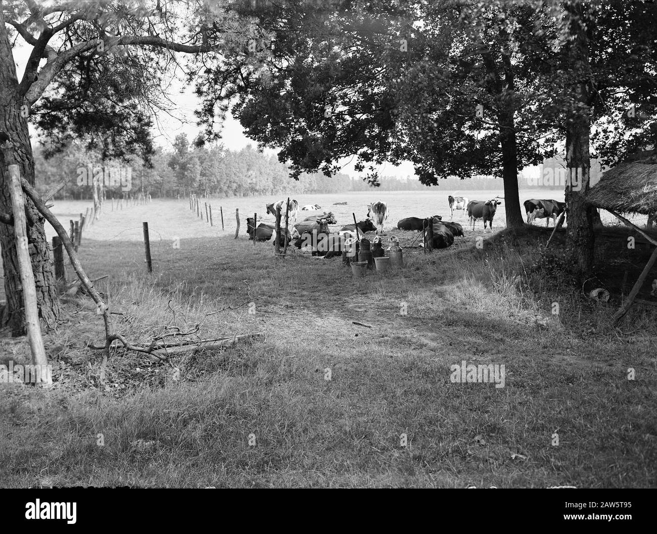 mining, cattle in the pasture, general images, turf pitch reportage, cows, farms, Deer Walk Date: July 1949 Location: Esbeek Keywords: general pictures, cows, farms , mining, turf pitch reportage, cattle in the meadow Person Name: Hart Gang Institution Name: Utrecht, the Stock Photo