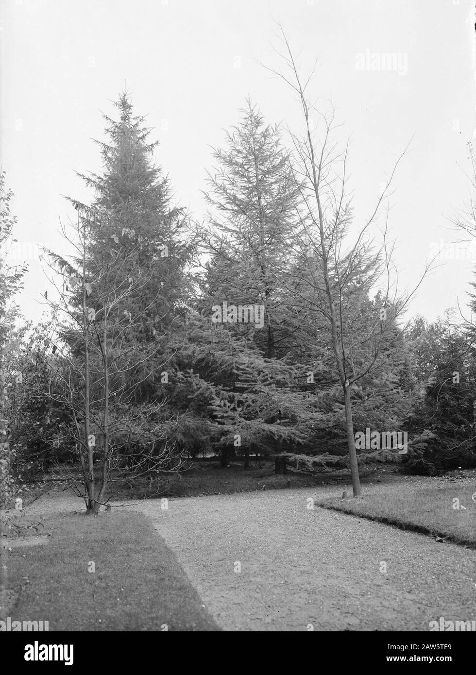 larch and Douglas fir, European larch, Japanese larch Date: undated Keywords: larch and douglas Person Name: European larch, Japanese larch Stock Photo