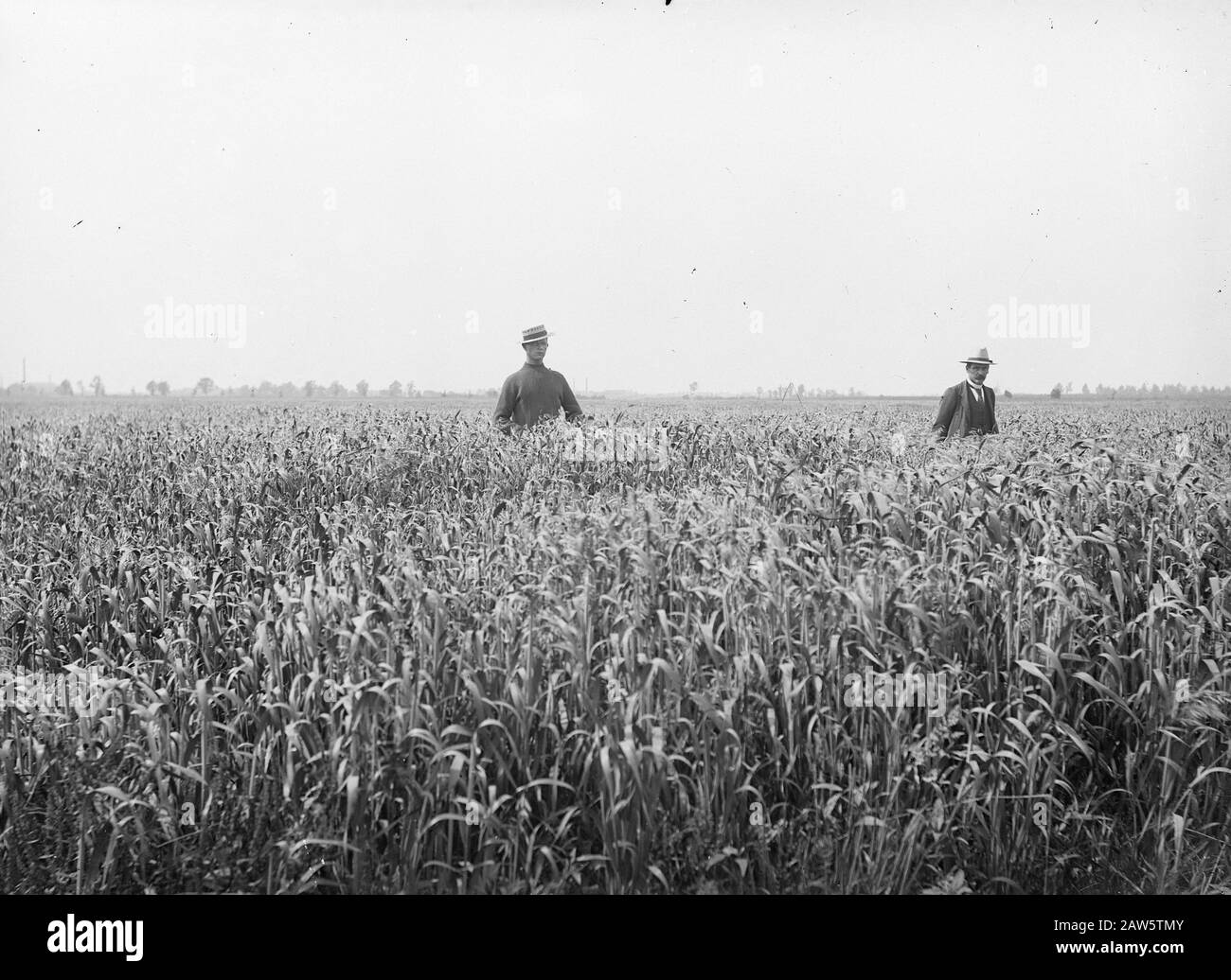 agriculture, oat Date: undated Keywords: agriculture Person Name: oats Stock Photo