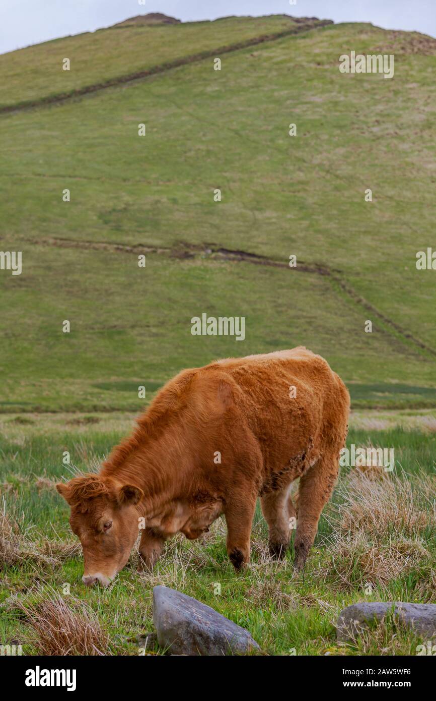brown grazing cow eats grass in front of a green hill on Iveragh peninsula, County Kerry, Ireland, Europe Stock Photo