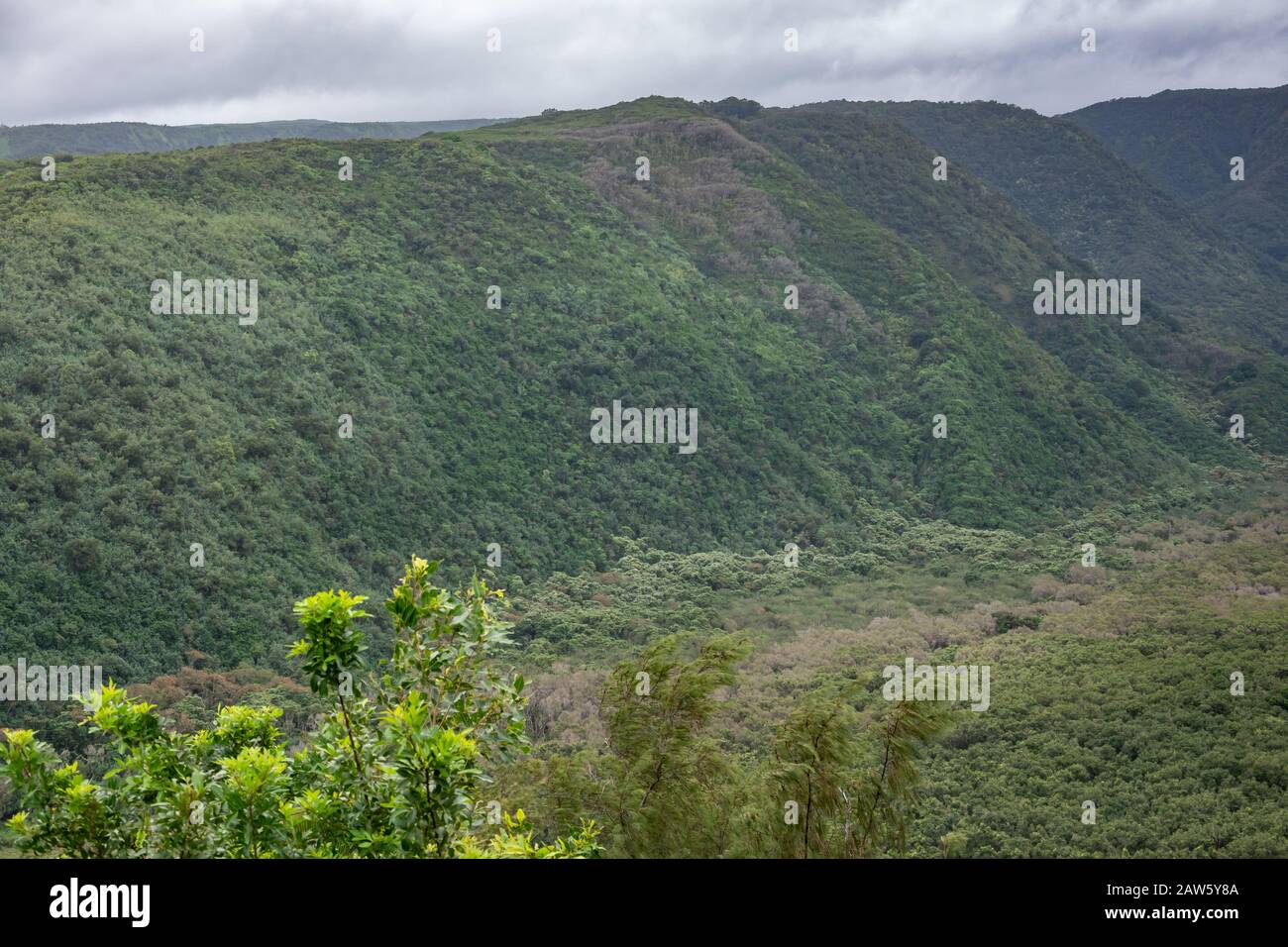 Kohala, Hawaii, USA. - January 15, 2020: Green forested flanks of Pololu valley with small band of gray cloudscape on top. Stock Photo