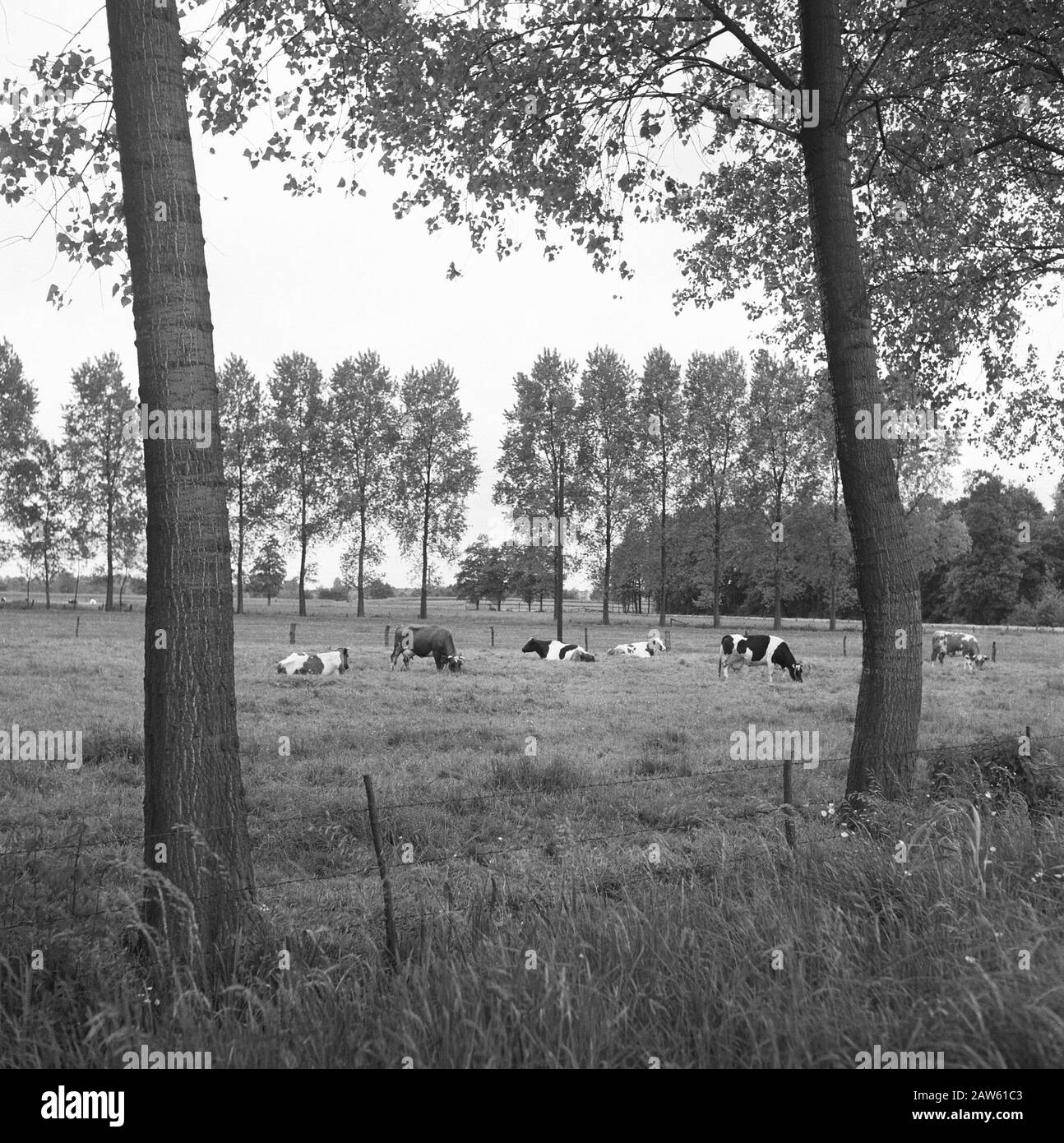 mining, cattle in the pasture, general images, turf pitch reportage, cows Date: undated Location: Doetinchem Keywords: general pictures, cows, mining, turf pitch reportage, cattle meadow Stock Photo