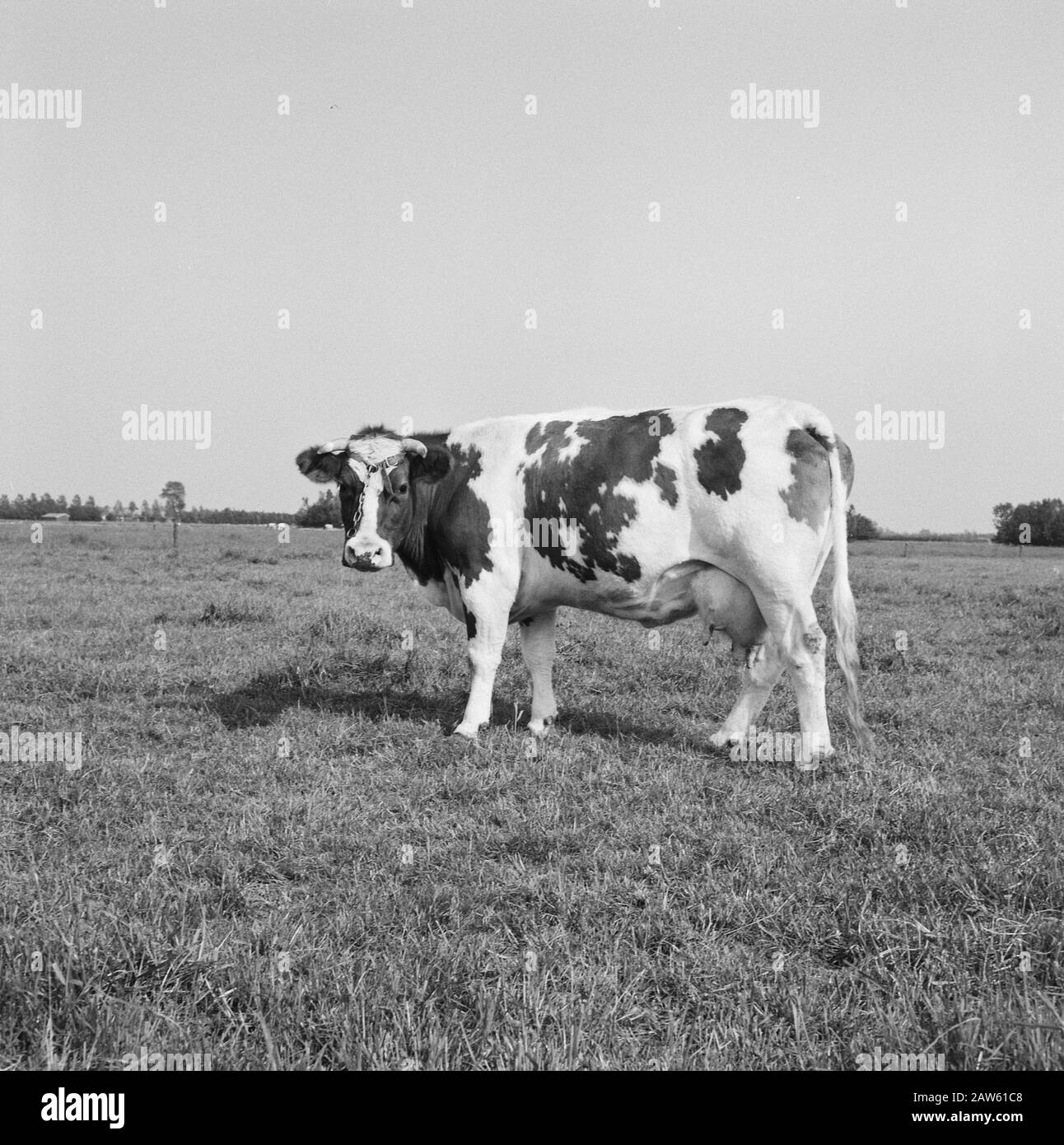 mining, cattle in the pasture, general images, turf pitch reportage, cows, Pape Lane Date: undated Location: Pape Alley Keywords: general pictures, cows, mining, turf pitch reportage, cattle in the meadow Stock Photo