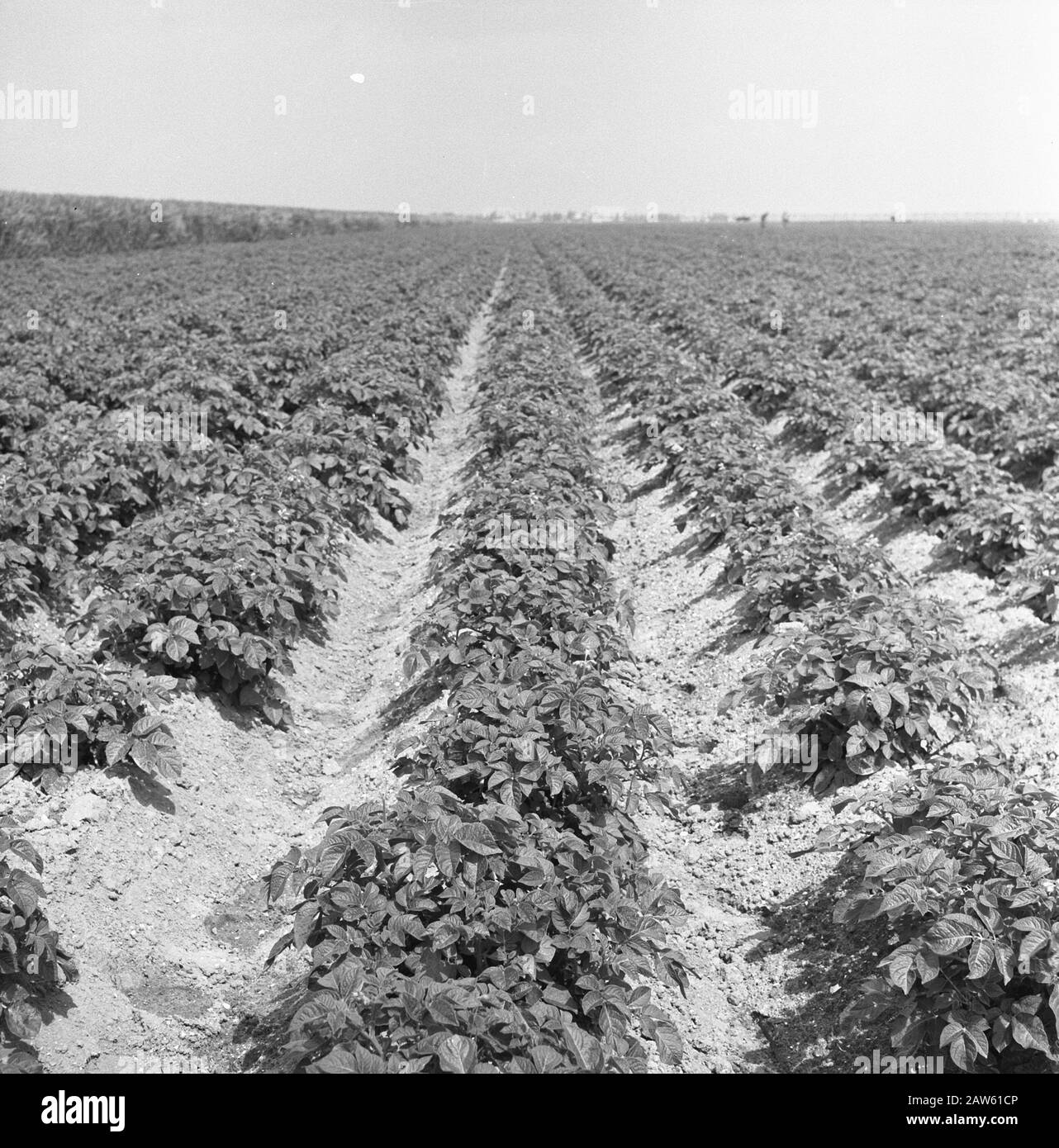 mining, sowing and harvesting crops, irrigation, nop Date: May 1957 Keywords: irrigation, cultivation, sowing and harvesting crops Person Name: nop Stock Photo