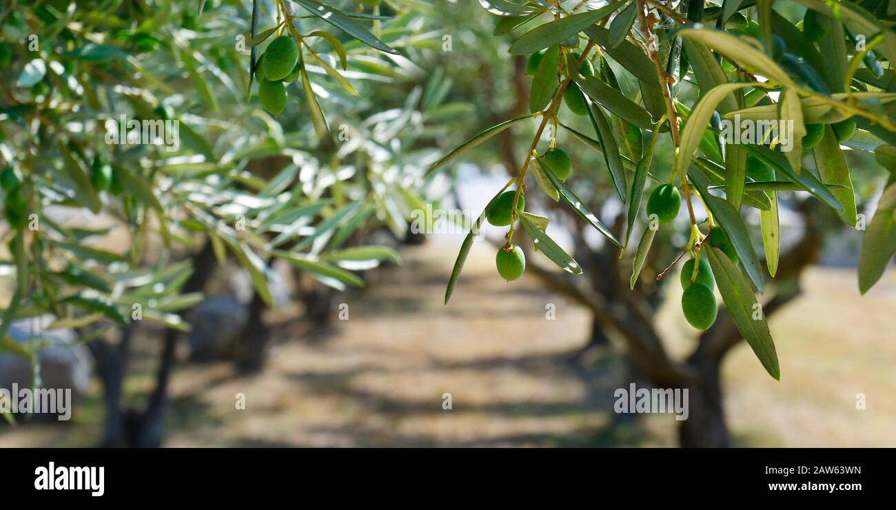 green olives growing in olive tree ,in mediterranean plantation Stock