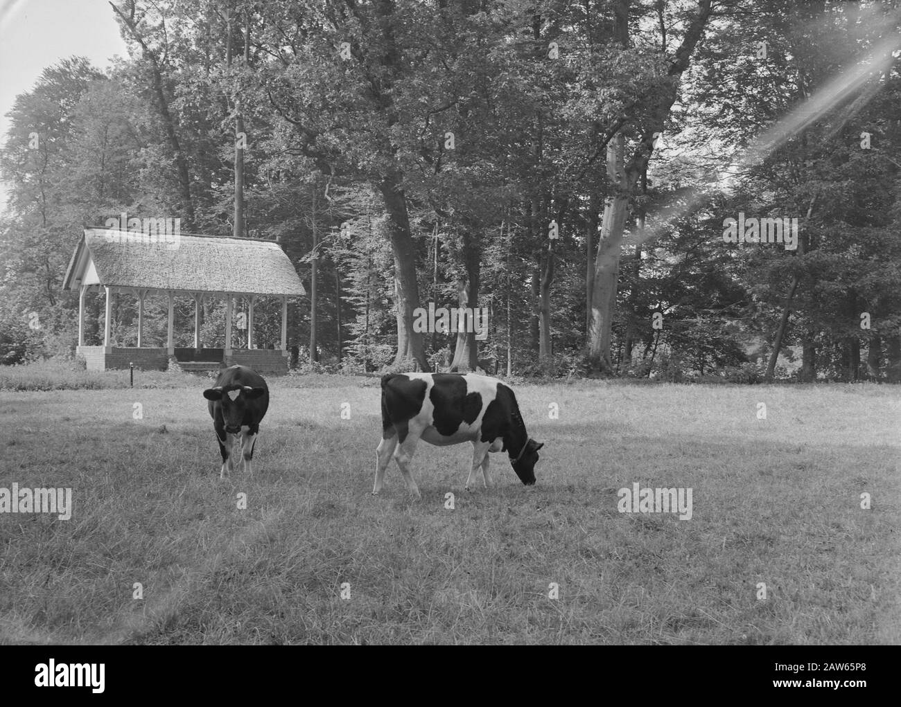 mining, cattle in the pasture, general images, turf pitch reportage, cows, farms, voorse Date: undated Keywords: general pictures, cows, farms, mining, turf pitch reportage, cattle in the meadow Person Name: voorse Stock Photo