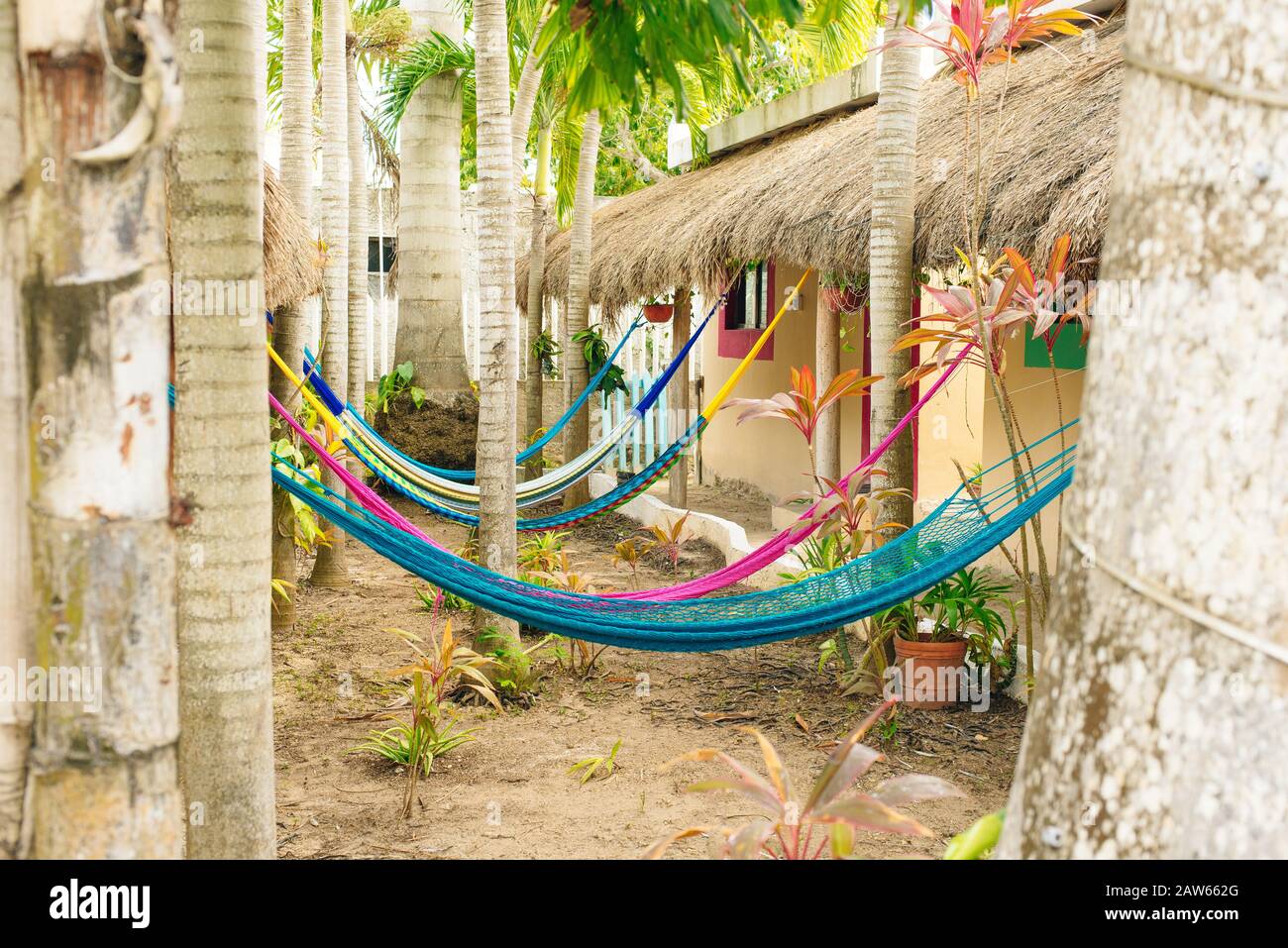 multicolored hammocks among palm trees at the hotel Stock Photo Alamy