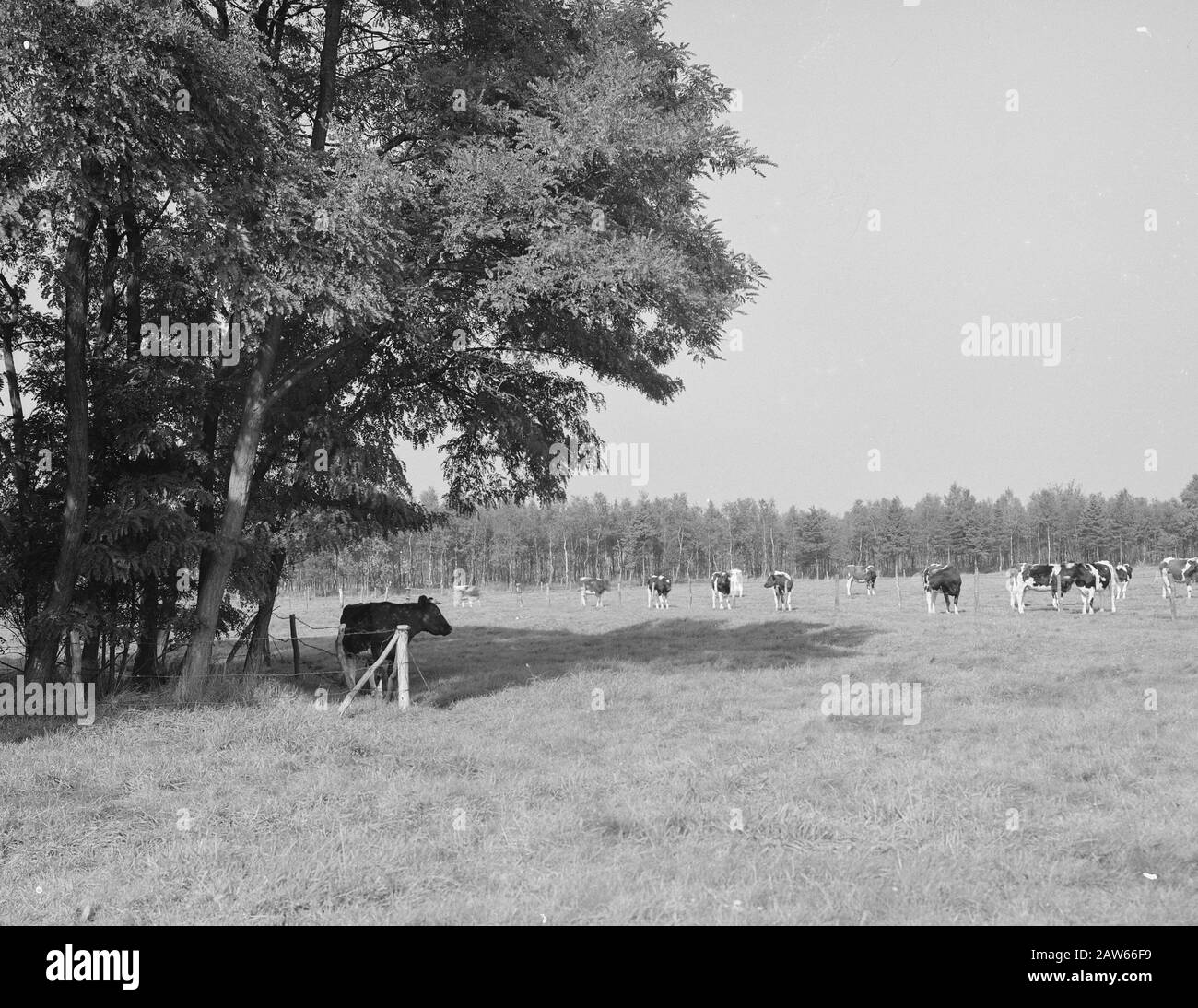 mining, cattle in the pasture, general images, turf pitch reportage, cows, farms Date: undated Location: Esbeek Keywords: general pictures, cows, farms, mining, turf pitch reportage, cattle in the meadow Setting: Utrecht, the Stock Photo