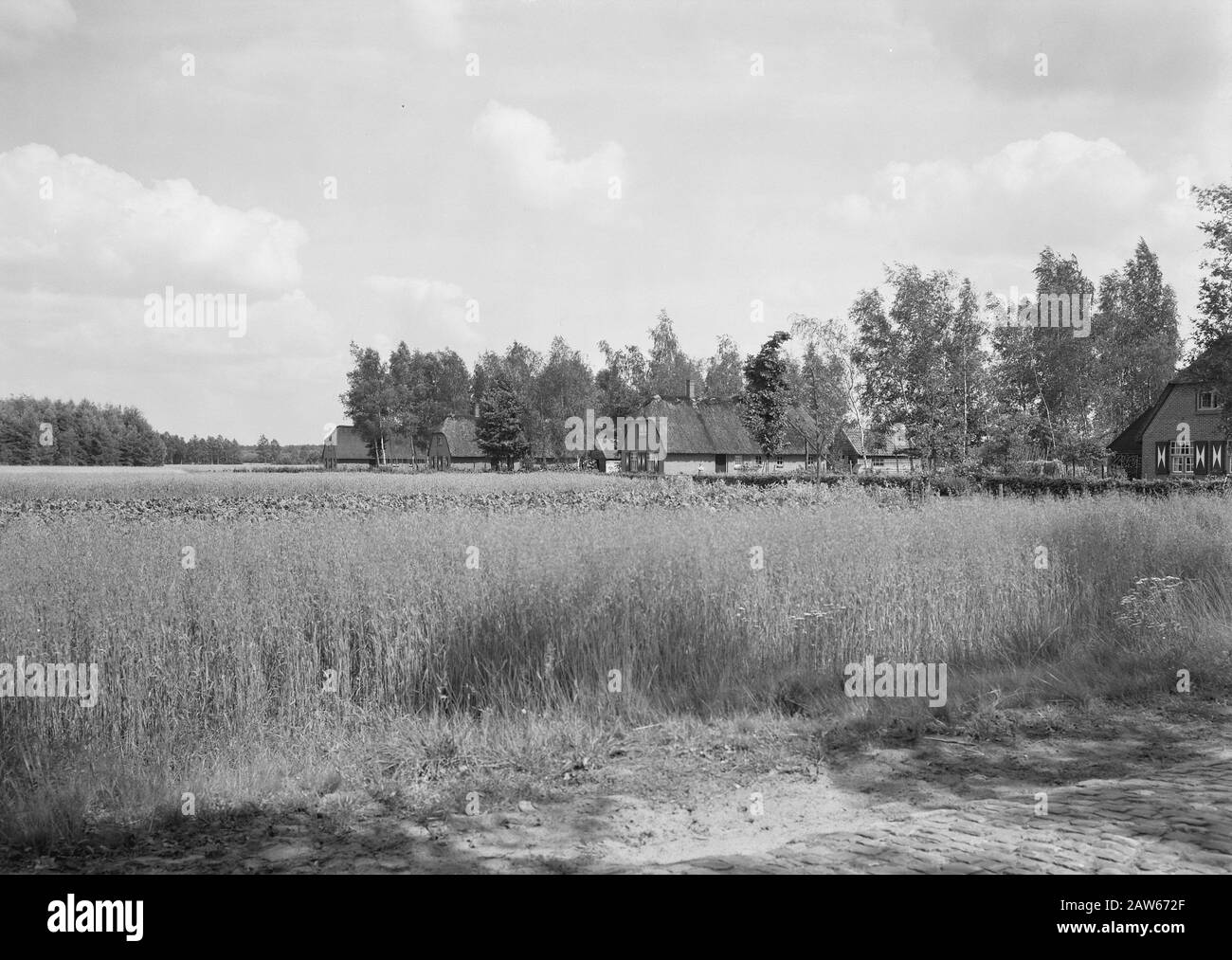 mining, cattle in the pasture, general images, turf pitch reportage, homes, farms Date: undated Location: Esbeek Keywords: general images, estates, mining, turf pitch reportage, cattle in the pasture, housing Institution Name: Utrecht, the Stock Photo