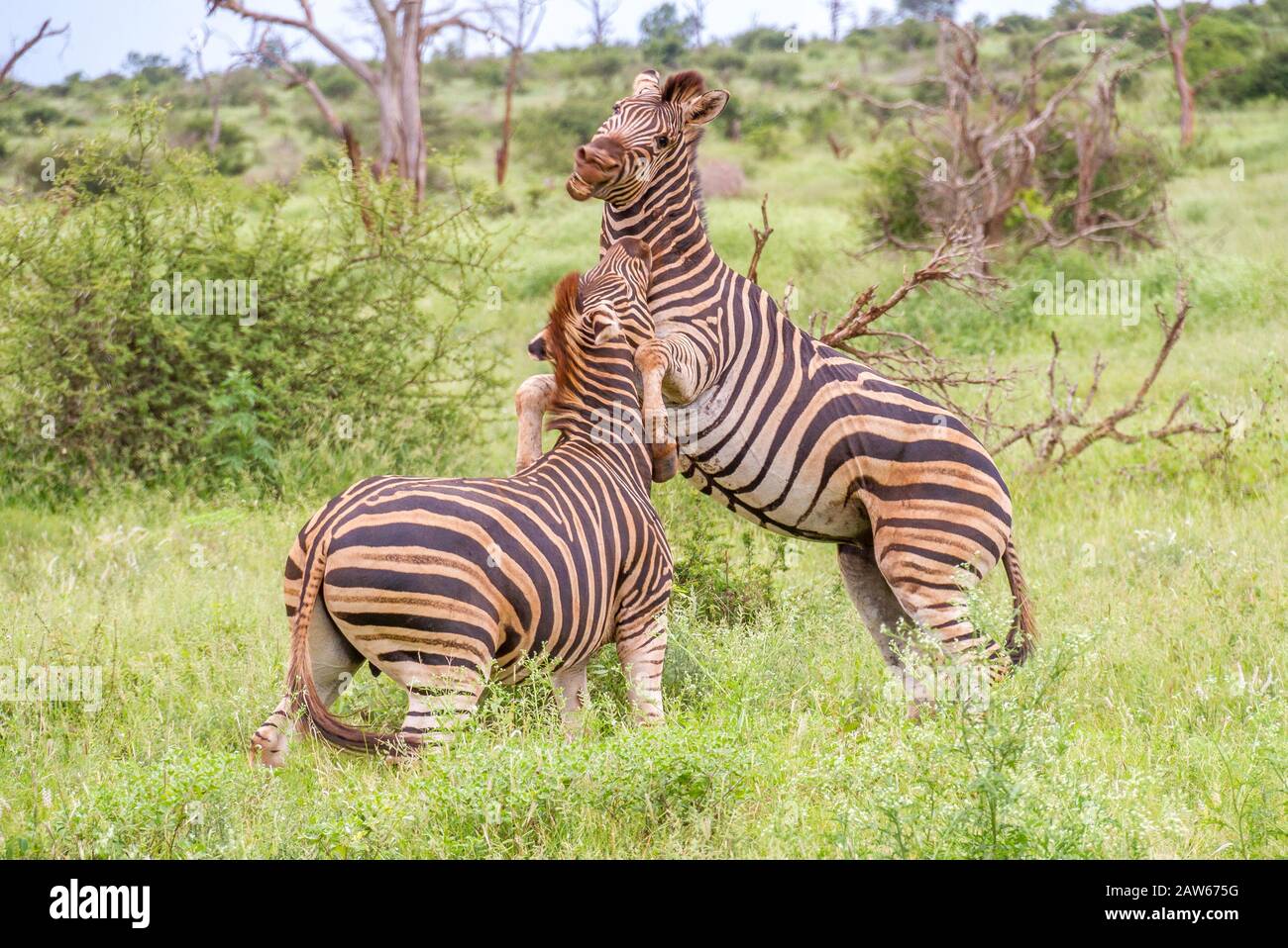 Two burchell's zebras isolated interacting in the African bush image in horizontal format Stock Photo