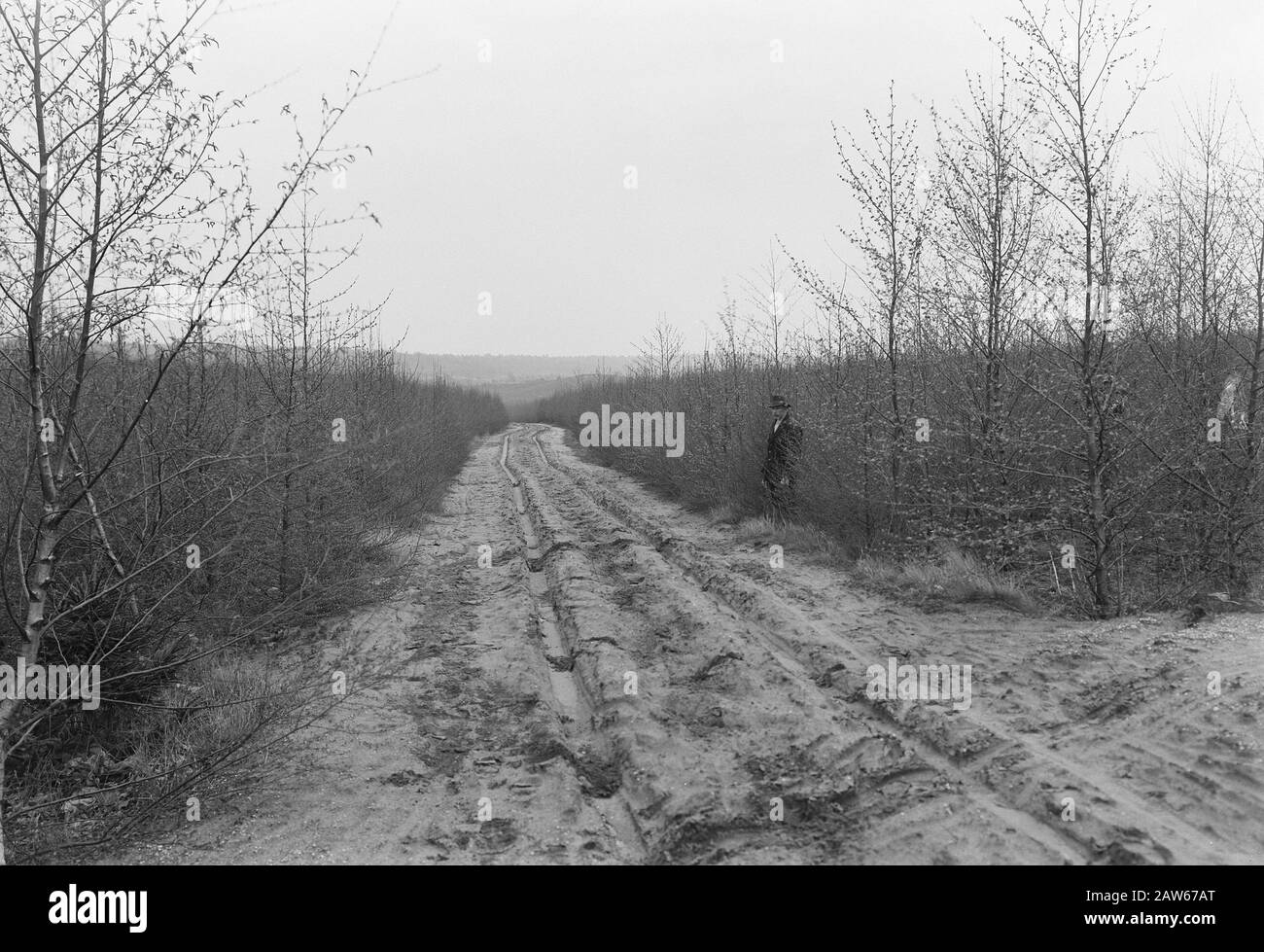 larch and Douglas fir, Japanese larch, Loenermark Date: undated Location: Loenermark Keywords: larch and douglas Person Name: Japanese larch Stock Photo