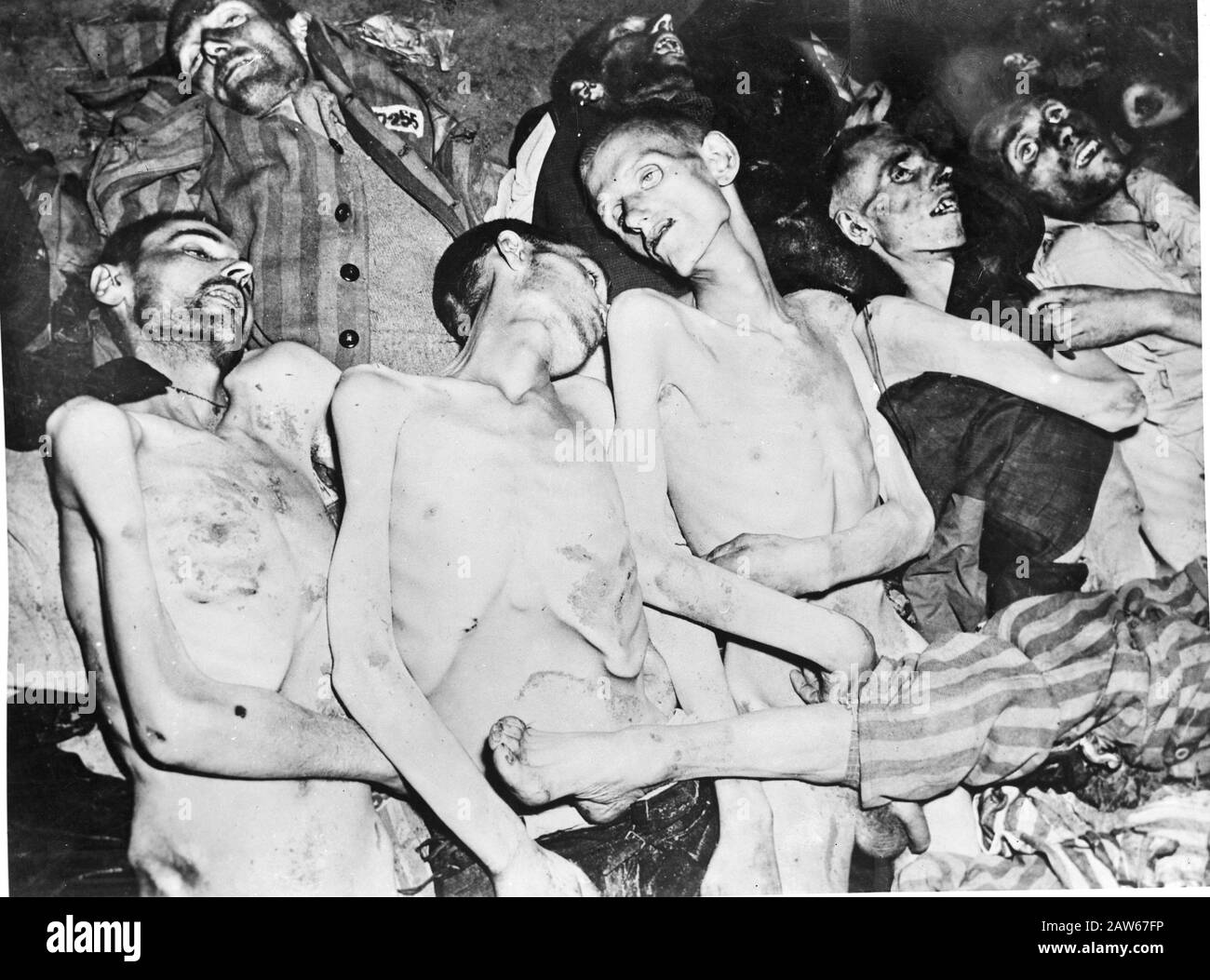 Concentration Camps in Germany  Corpses of concentration camp prisoners Annotation: Repro Negative Date: 1945 Location: Germany Keywords: concentration camps, terror Stock Photo