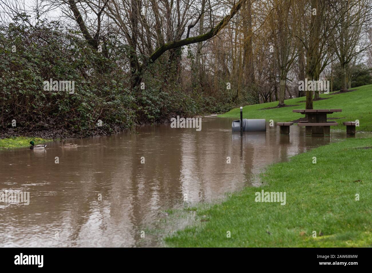 The Cedar River nears flood stage through downtown Renton after many days of heavy rains and warm temperatures, causing runoff from the mountains Stock Photo