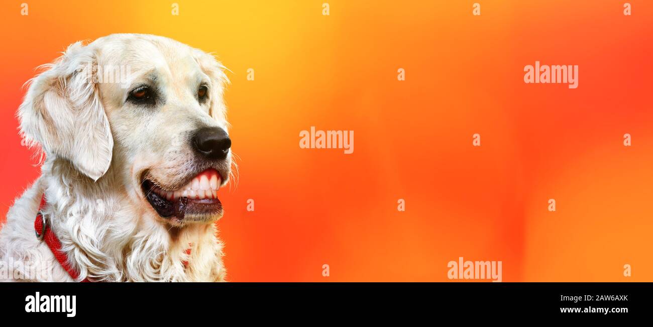 Happy white golden retriever with human teeth smiling. Wide space background for text. Stock Photo