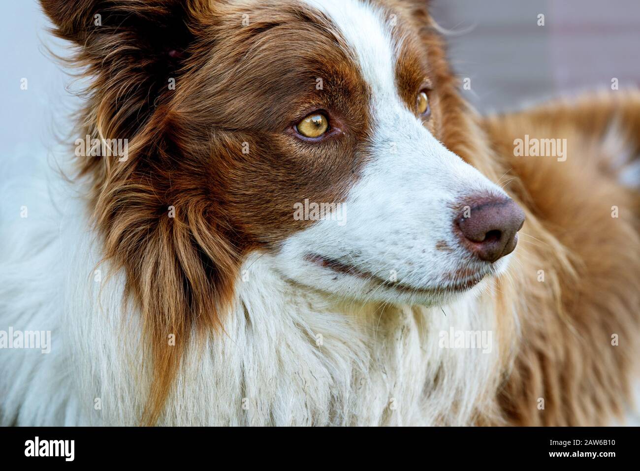 Border Collie Marron Et Blanc Poster Posters Wallsheaven Dogs