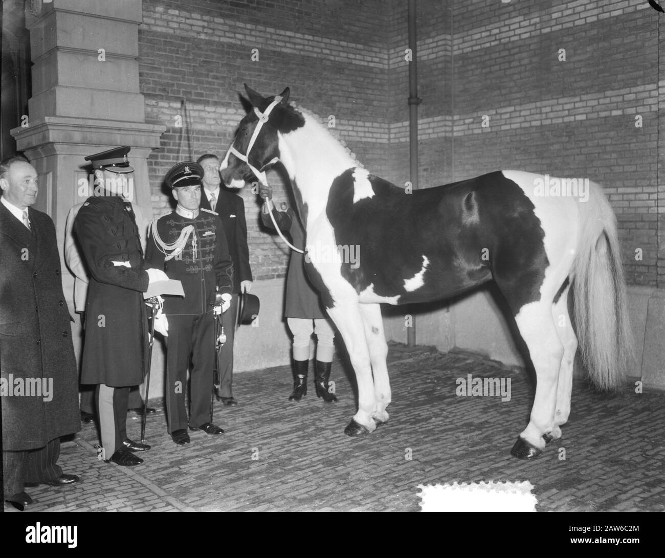 Dutch timpani horse hires stock photography and images Alamy