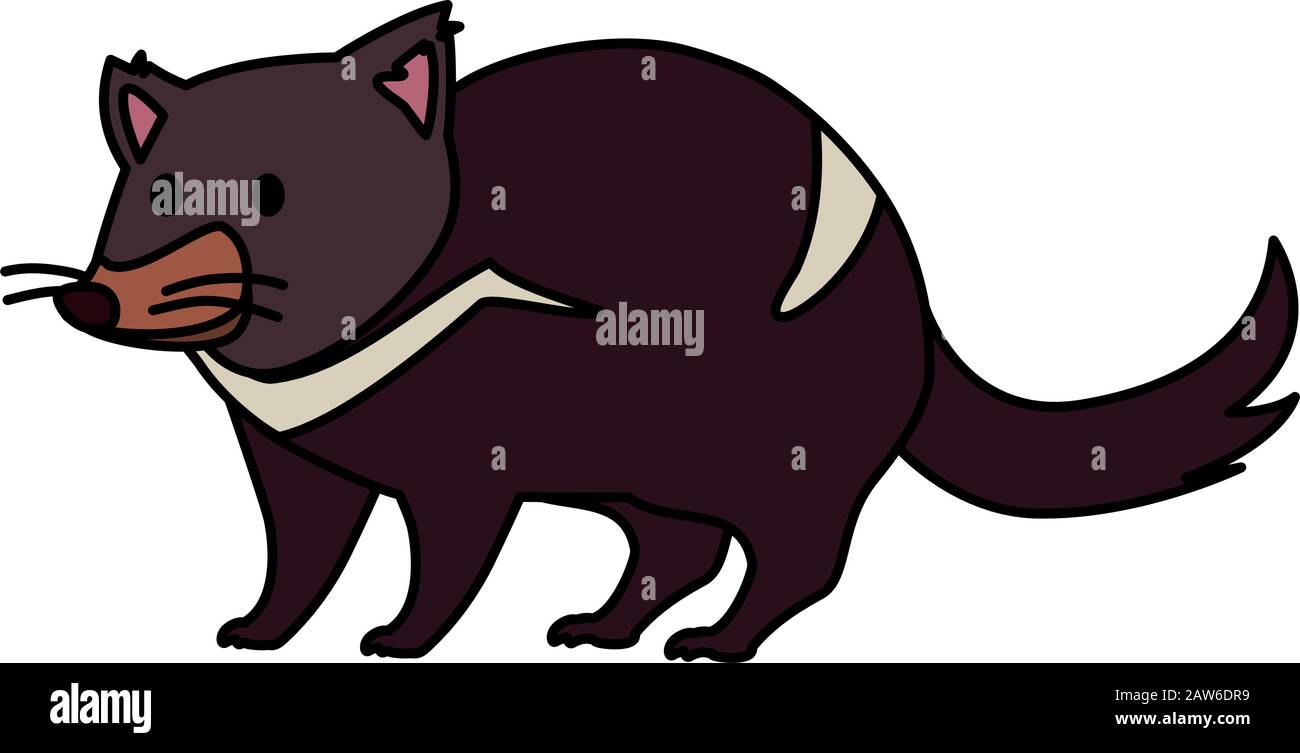 australian tasmanian devil on white background vector illustration ...
