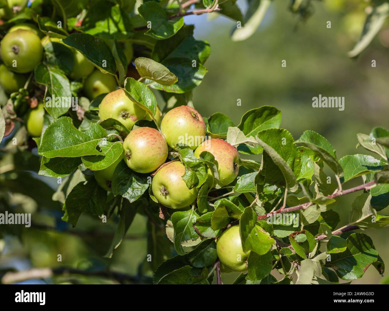 Apples on tree Stock Photo