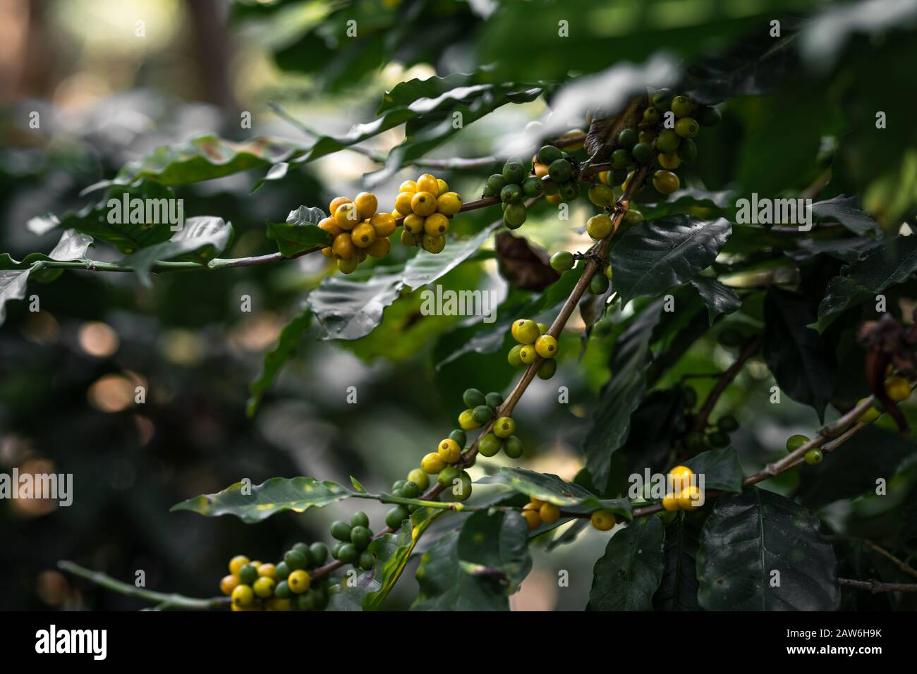 Yellow cherry coffee beans in the garden And natural dark coffee tree