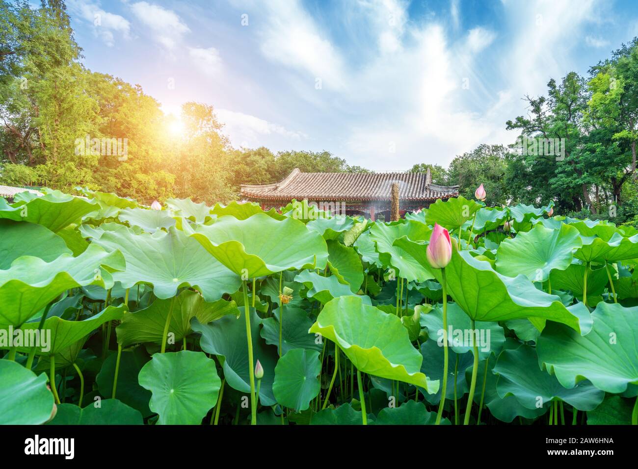Traditional gardens and lotus ponds in the royal palace of the Qing Dynasty, Beijing, China