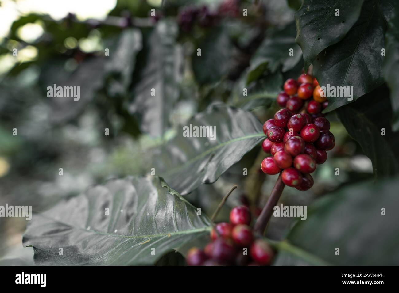 Red cherry coffee beans in the garden And natural dark coffee tree