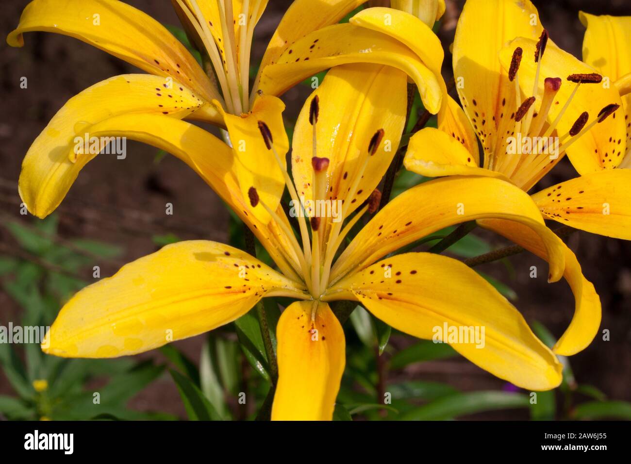 Beautiful lilium canadense is growing on a spring meadow. Live nature. Stock Photo