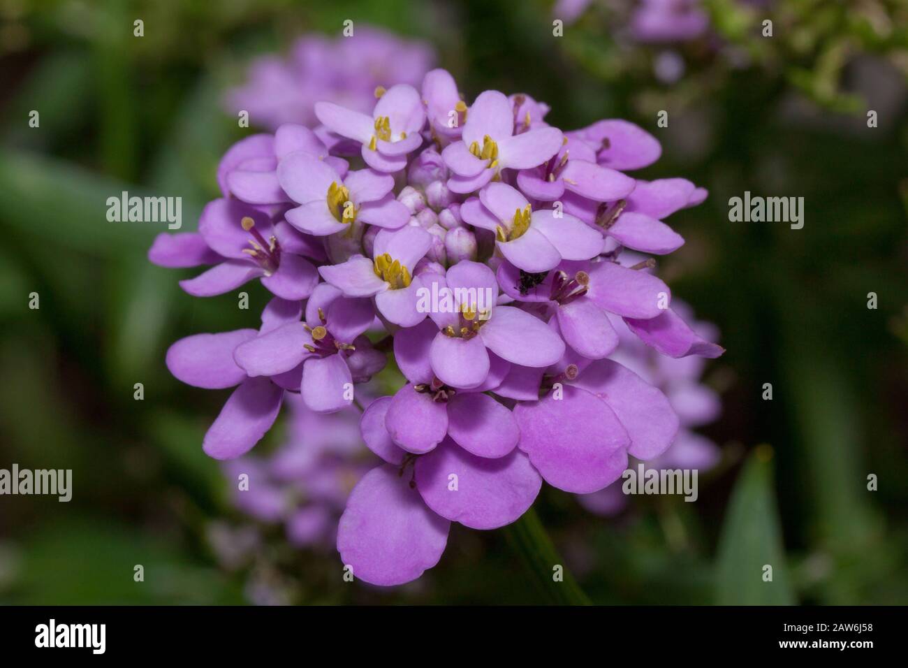 Beautiful Iberis umbellata is growing on a green meadow. Live nature. Stock Photo