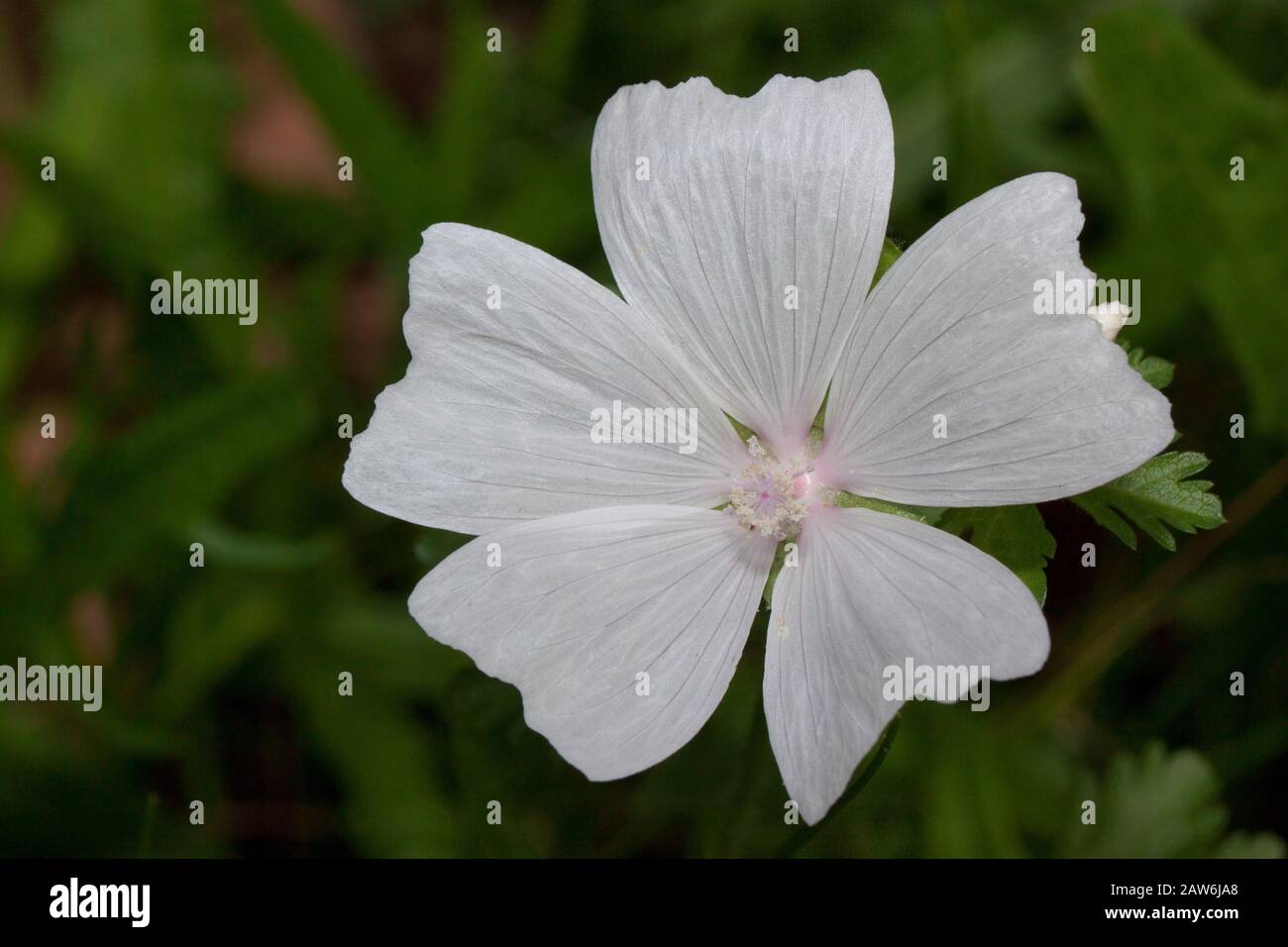 Beautiful musk mallow is growing on a green meadow. Live nature. Stock Photo