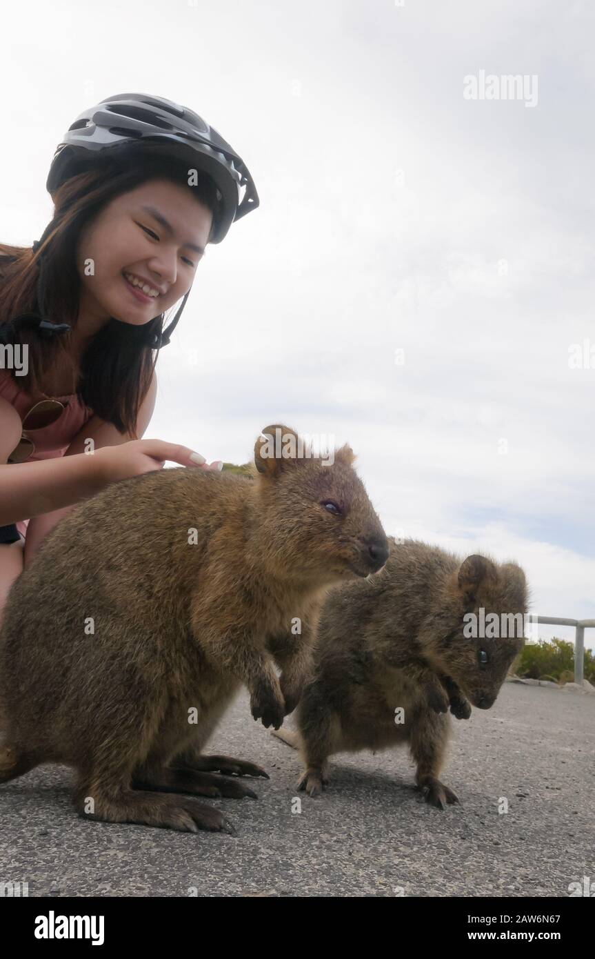 A helmeted, female ecotourist interacting with two quokkas on Rottnest Island in Western Australia Stock Photo