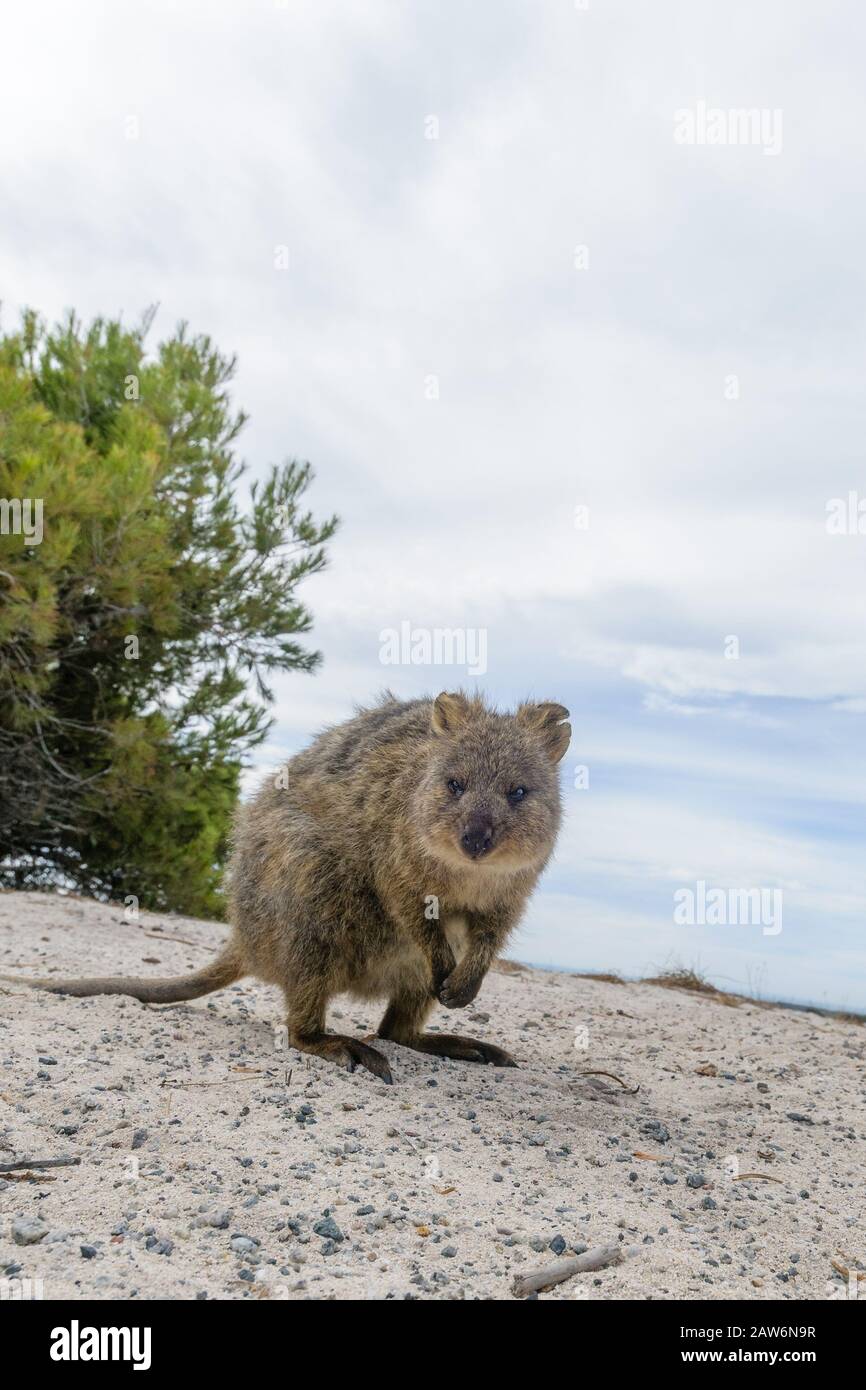 A single quokka approaches the camera looking for a handout and usually water to drink. Stock Photo