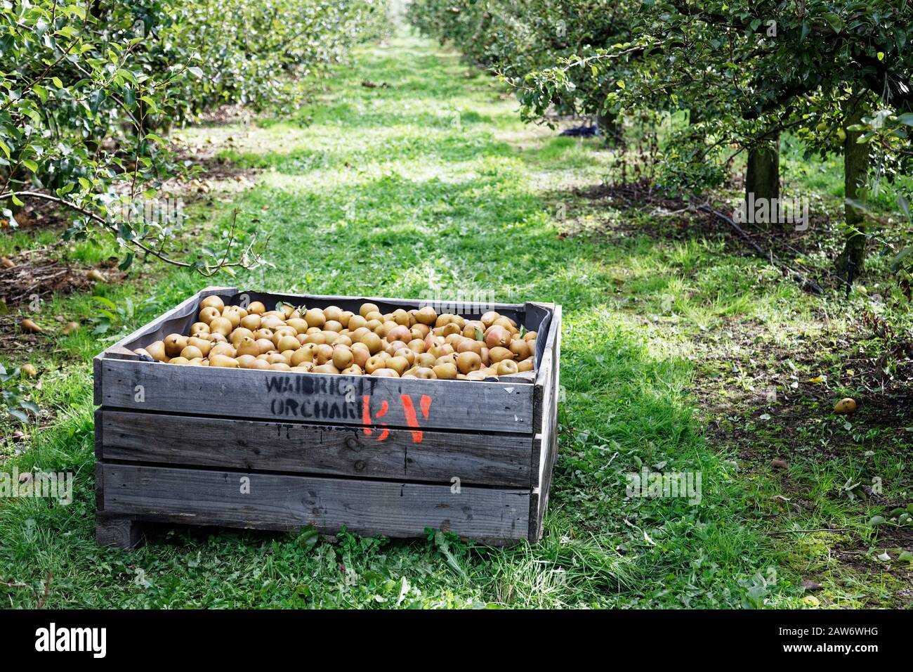 New Zealand Apple Orchard Hi Res Stock Photography And Images Alamy